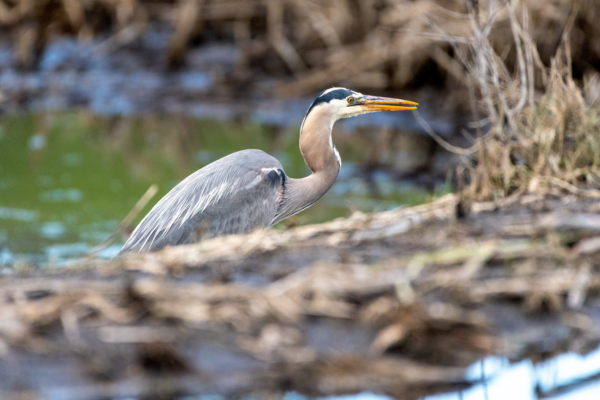 Great Blue Heron