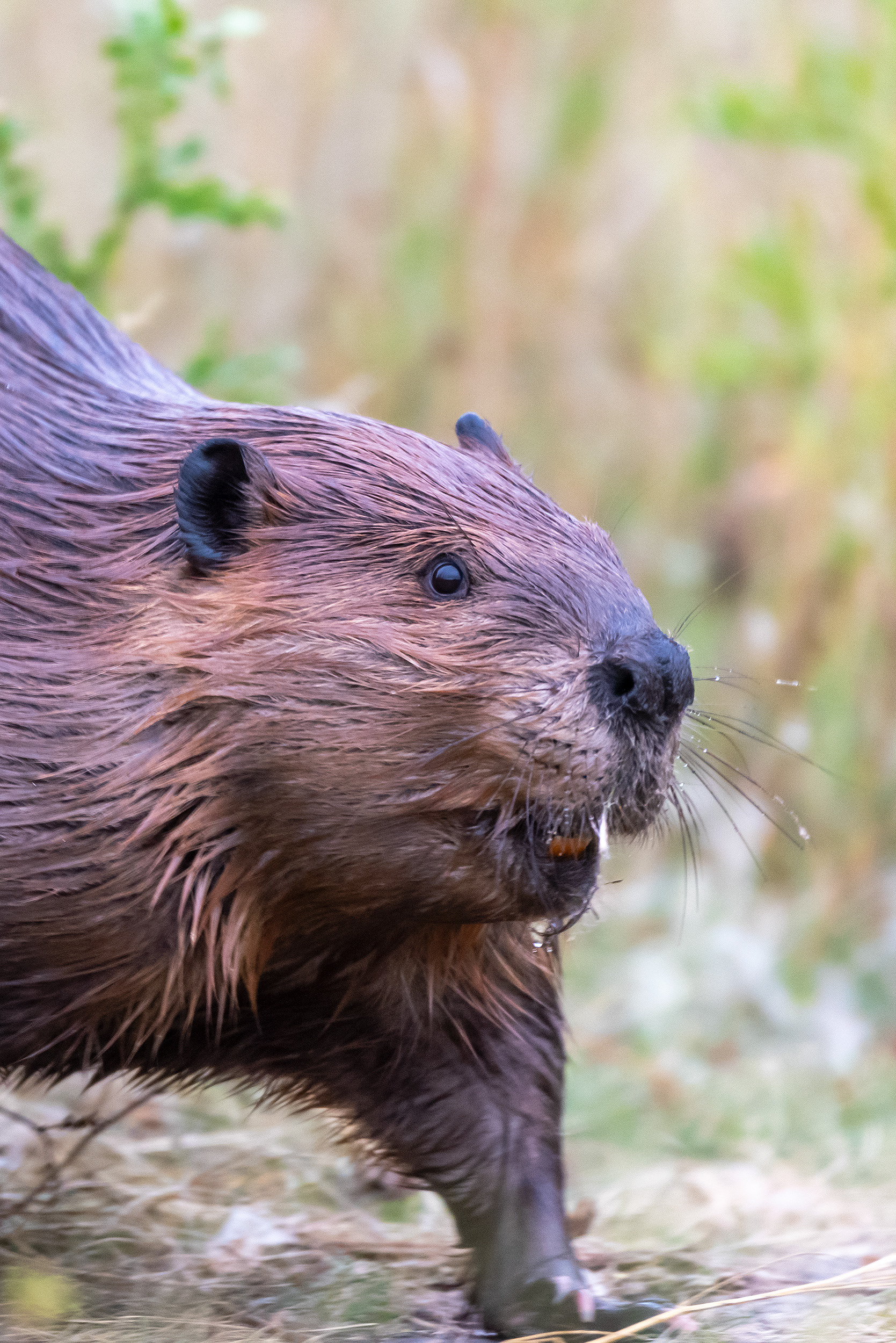 Beaver (close up) at the Marshall Springs ponds in Fish Creek Provincial Park