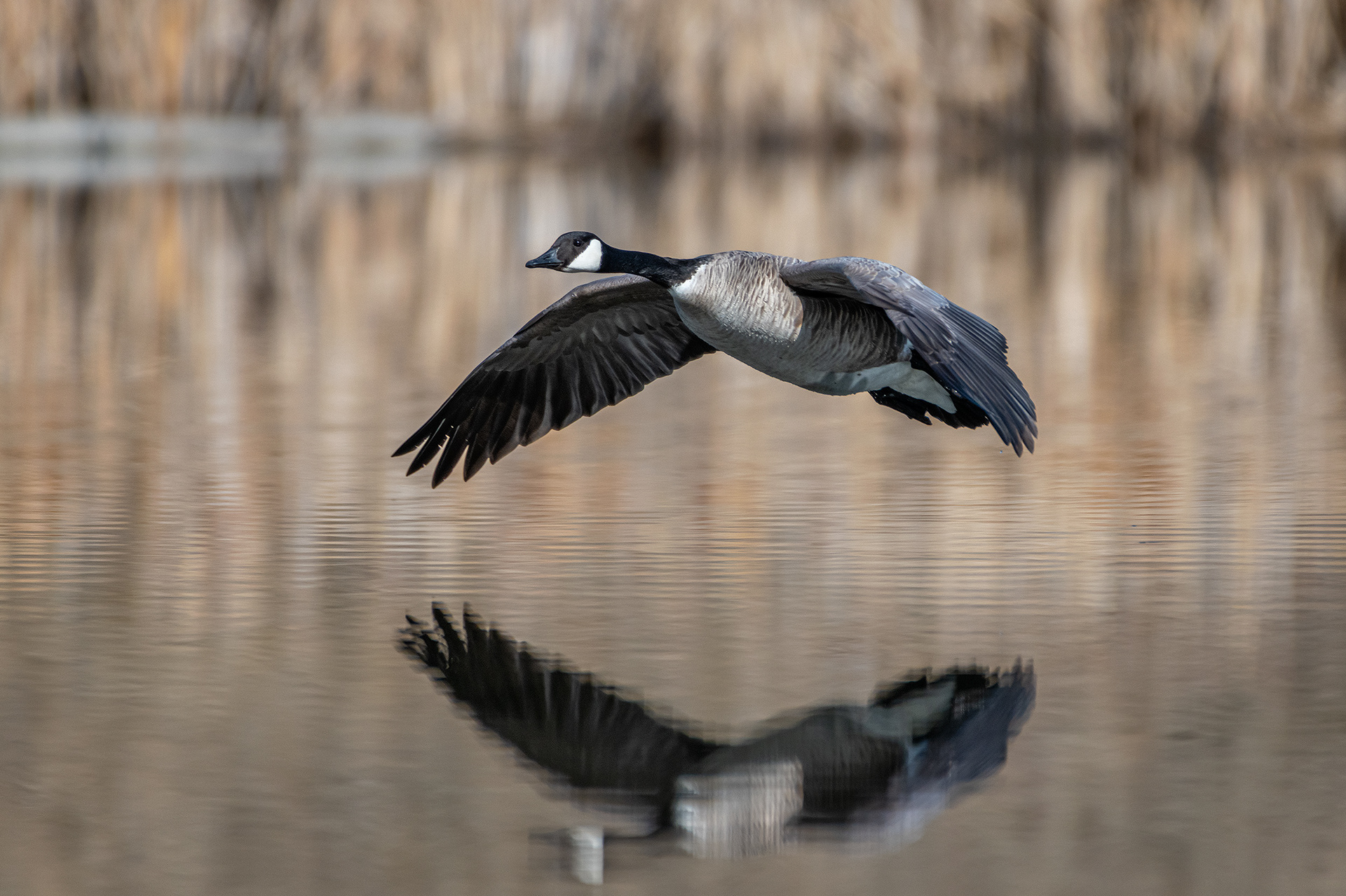 Canada Goose (in flight), Marshall Springs, Fish Creek Provincial Park, Calgary, AB