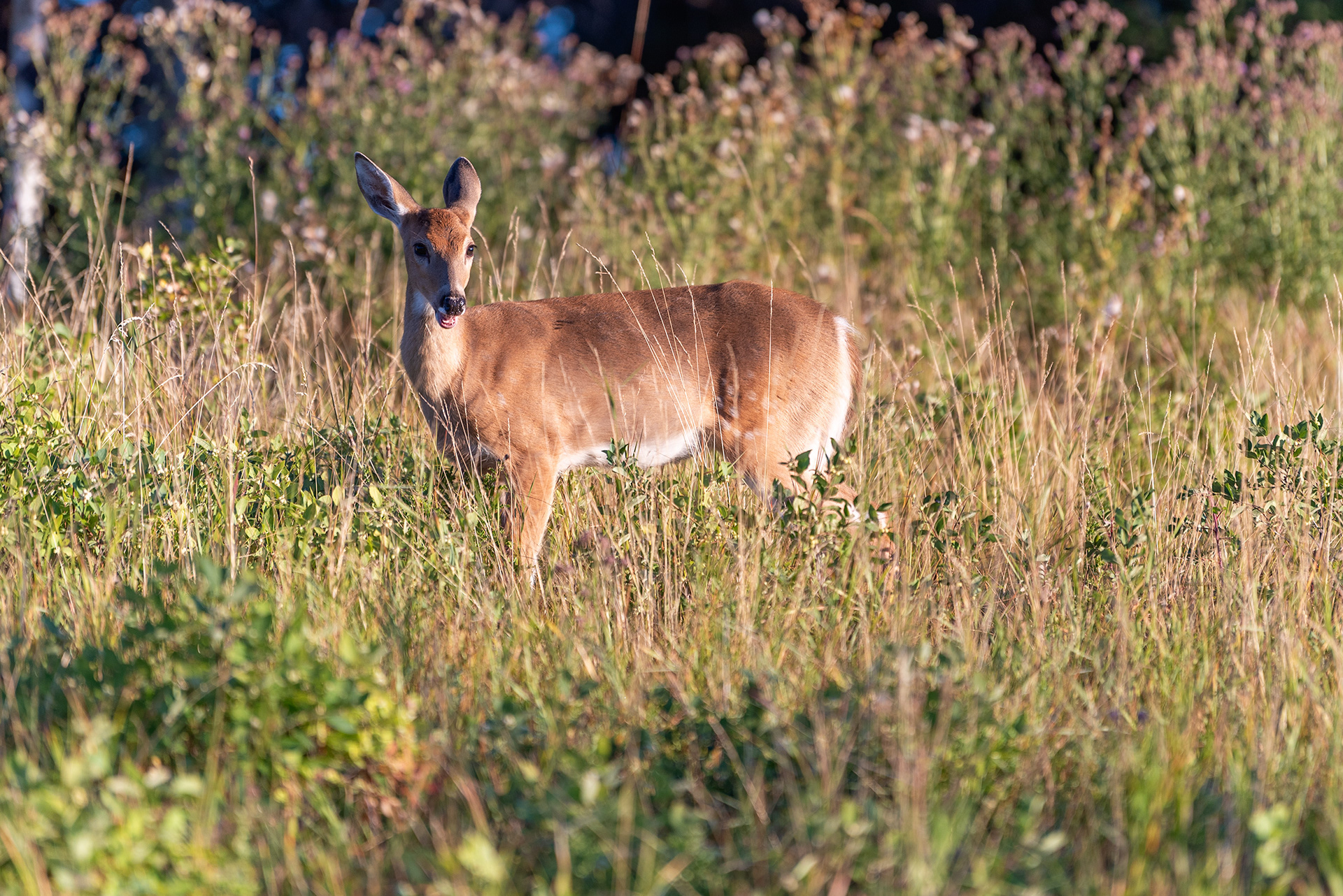 Young Deer at the Marshall Springs ponds in Fish Creek Provincial Park