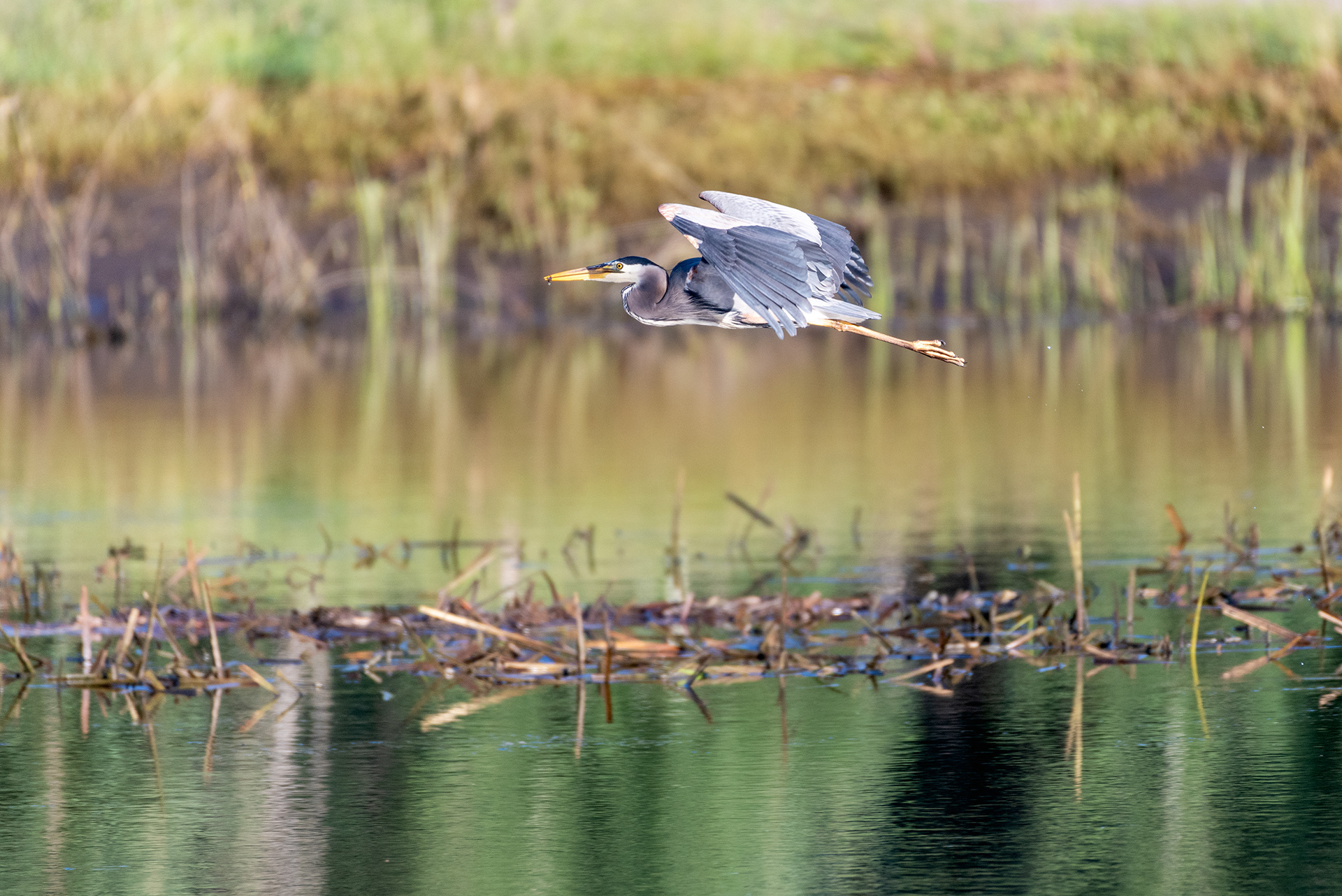 Great Blue Heron (in flight, side view)