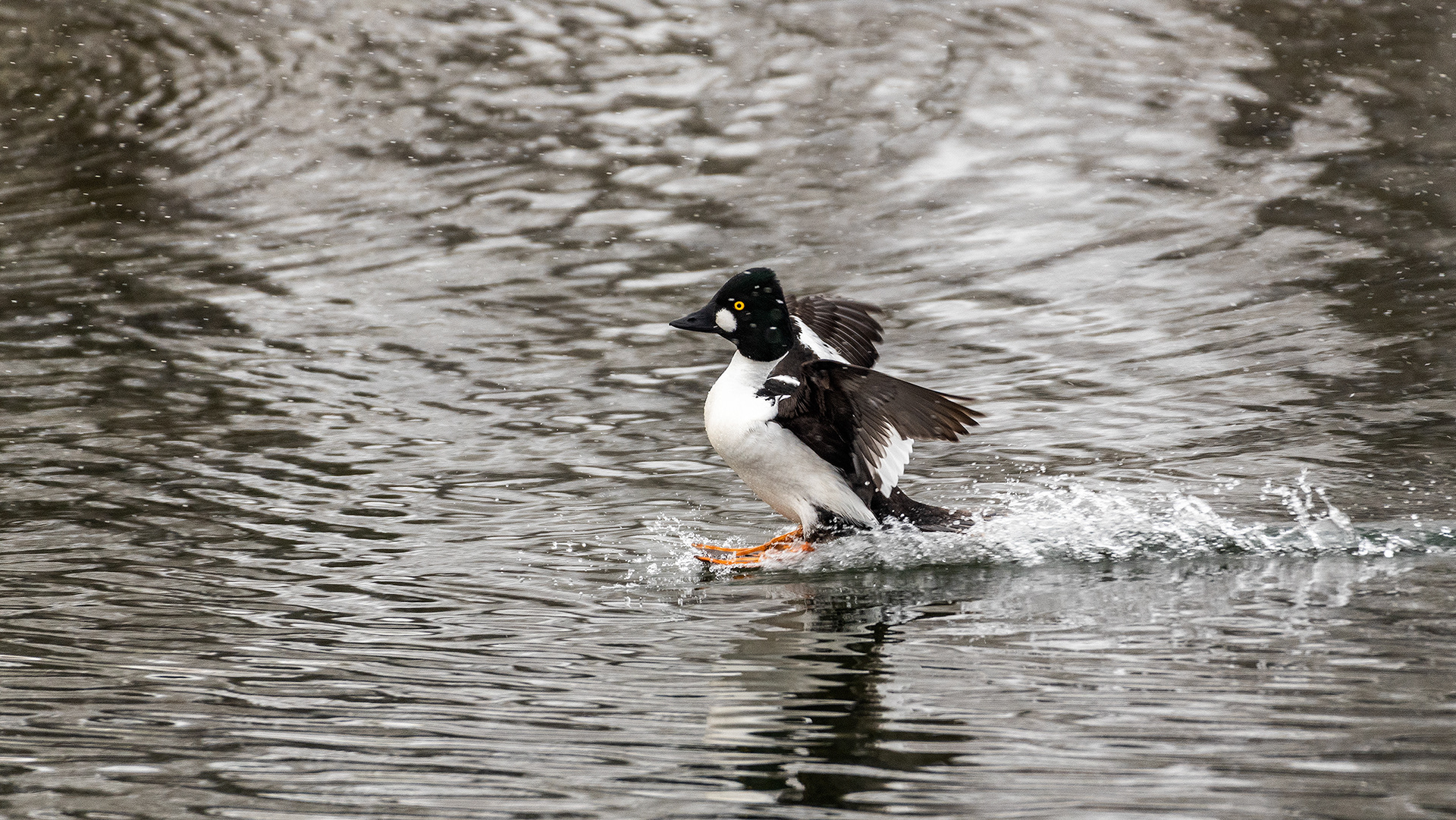 Common Goldeneye (male) landing at the Inglewood Bird Sanctuary & Nature Centre, Calgary, Alberta