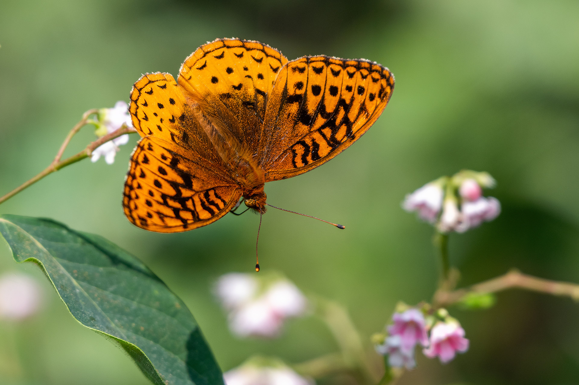 Butterfly, Marshall Springs - Fish Creek Prov. Park, Calgary, AB