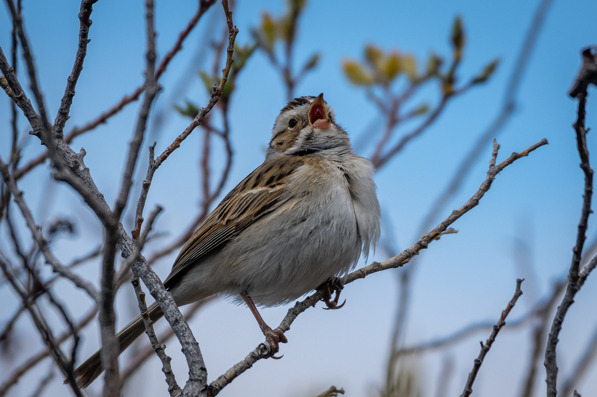 Bird, North Glenmore Park, Calgary, AB