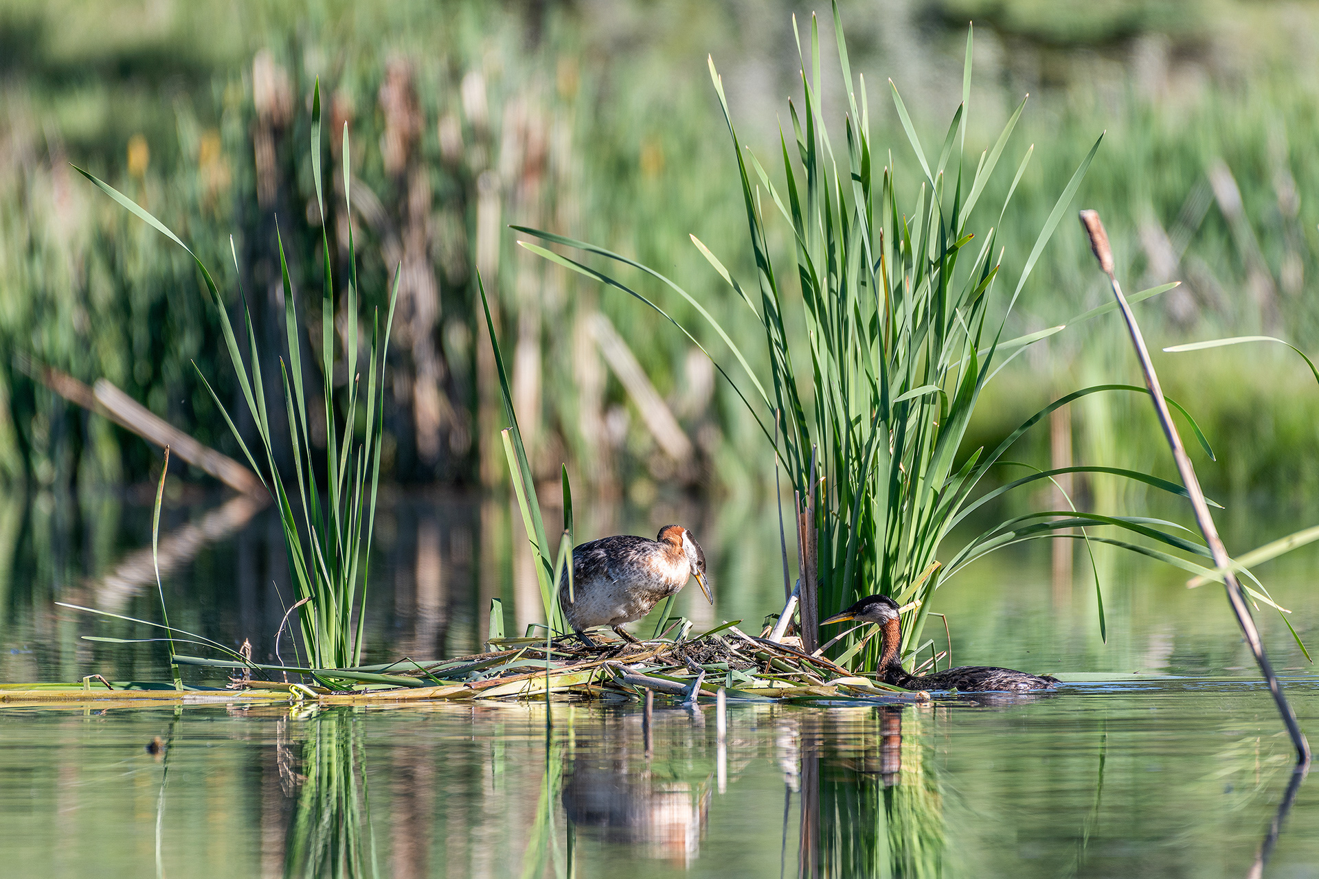 Red-necked Grebe pair at their nest, Marshall Springs - Fish Creek Prov. Park, Calgary, AB