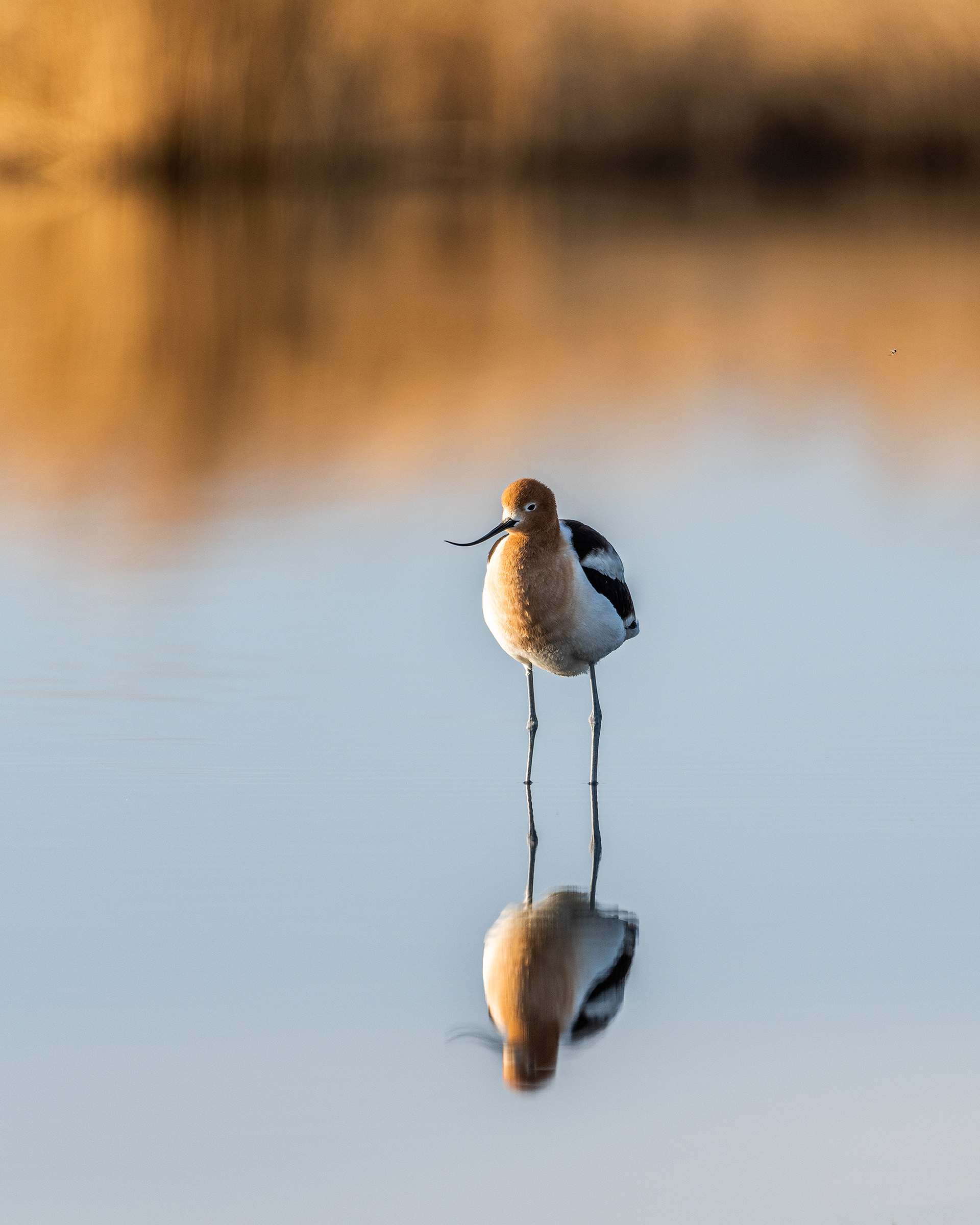 American Avocet at Frank Lake, Alberta
