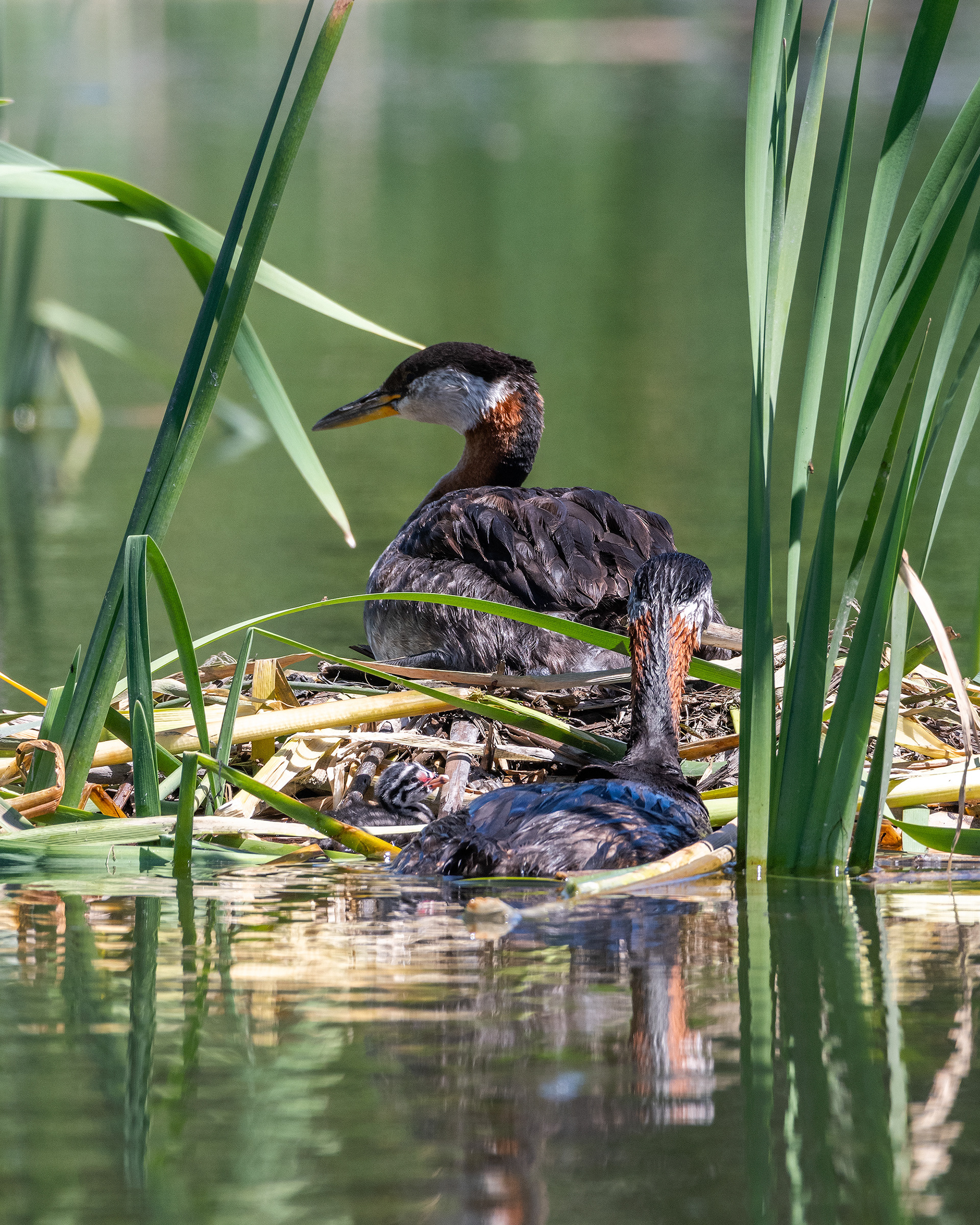 Red-necked Grebe pair at their nest with their newly hatched chick, Marshall Springs - Fish Creek Prov. Park, Calgary, AB