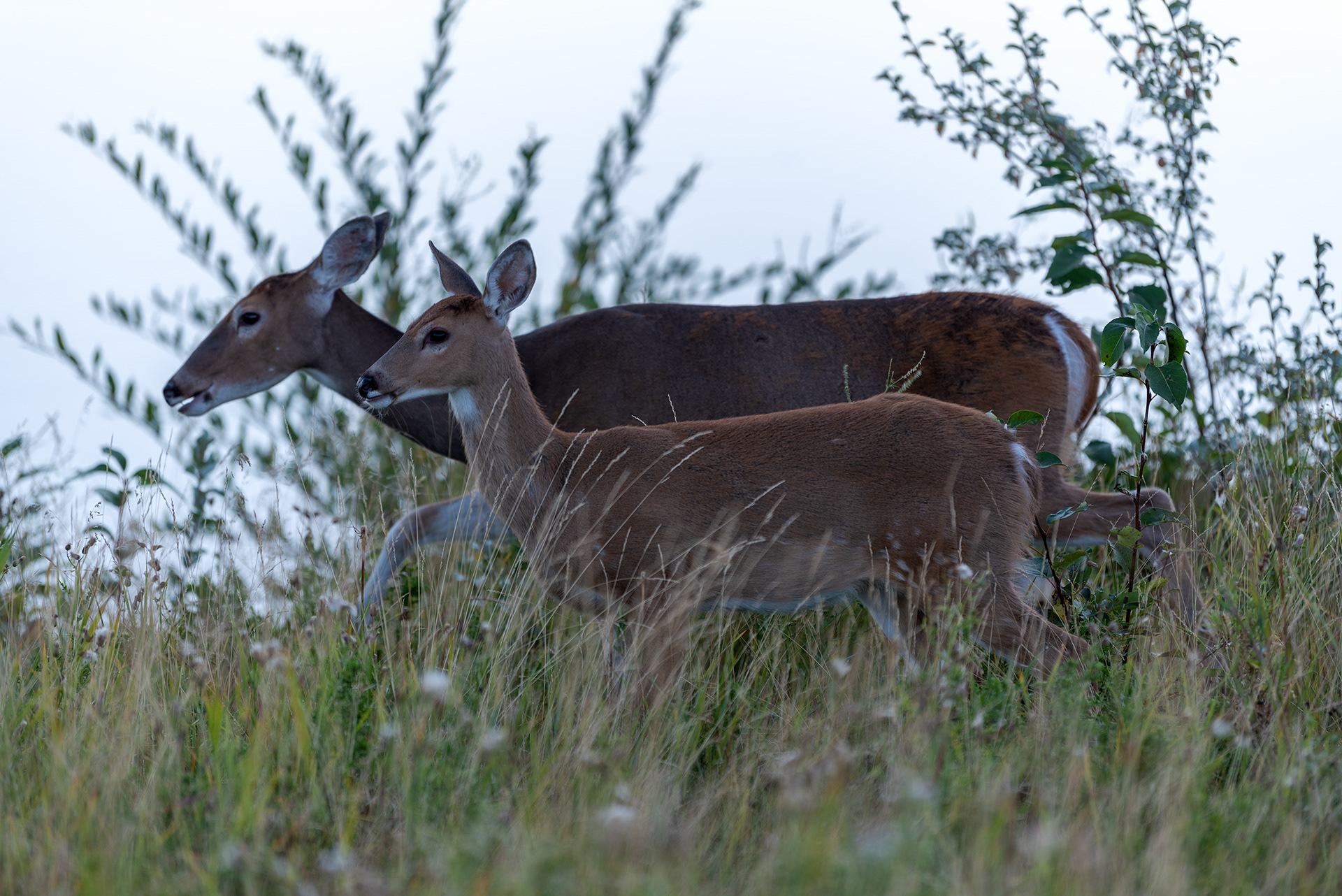 Young Deer along side Mama at the Marshall Springs ponds in Fish Creek Provincial Park