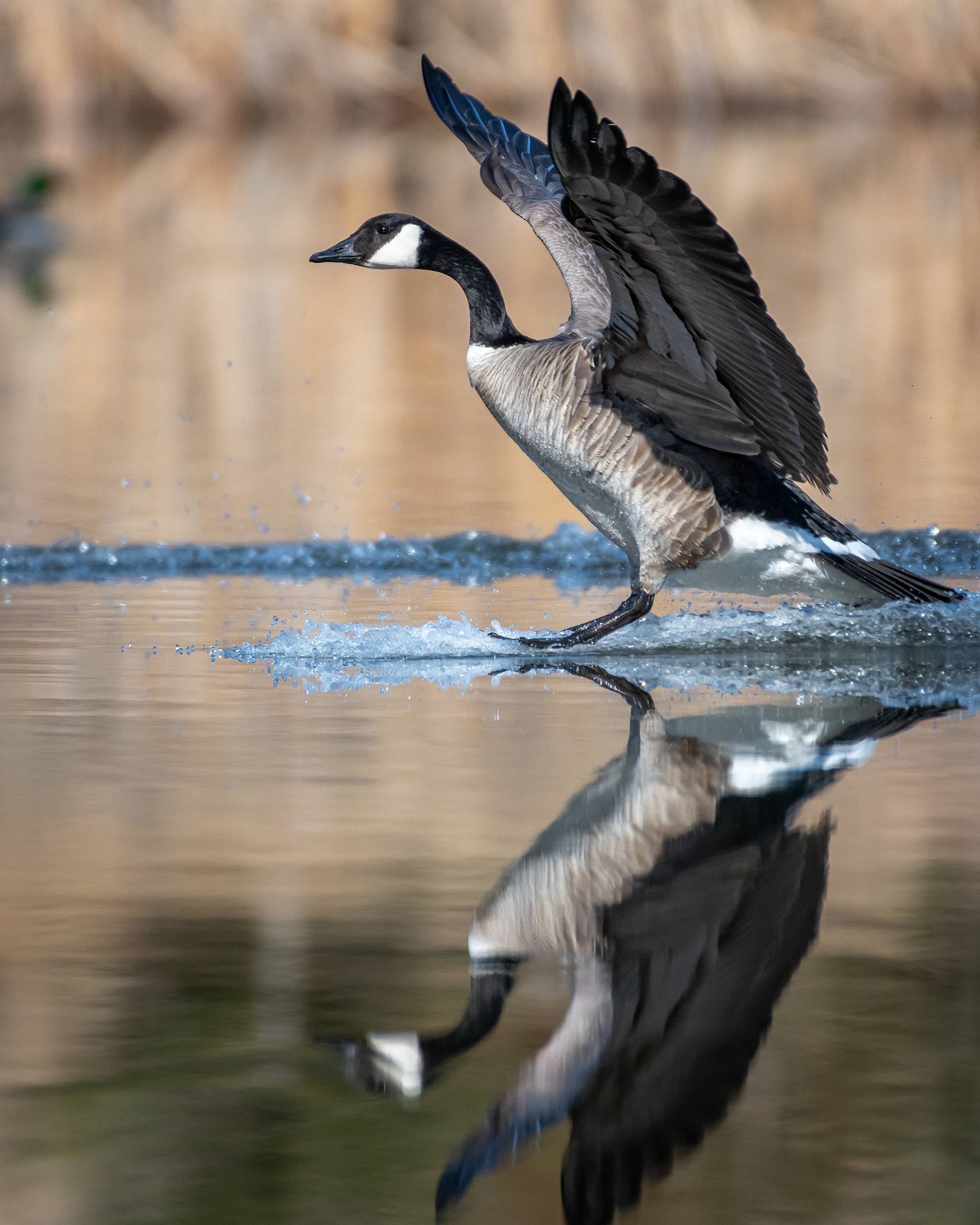 Canada Goose, Marshall Springs, Fish Creek Provincial Park, Calgary, AB