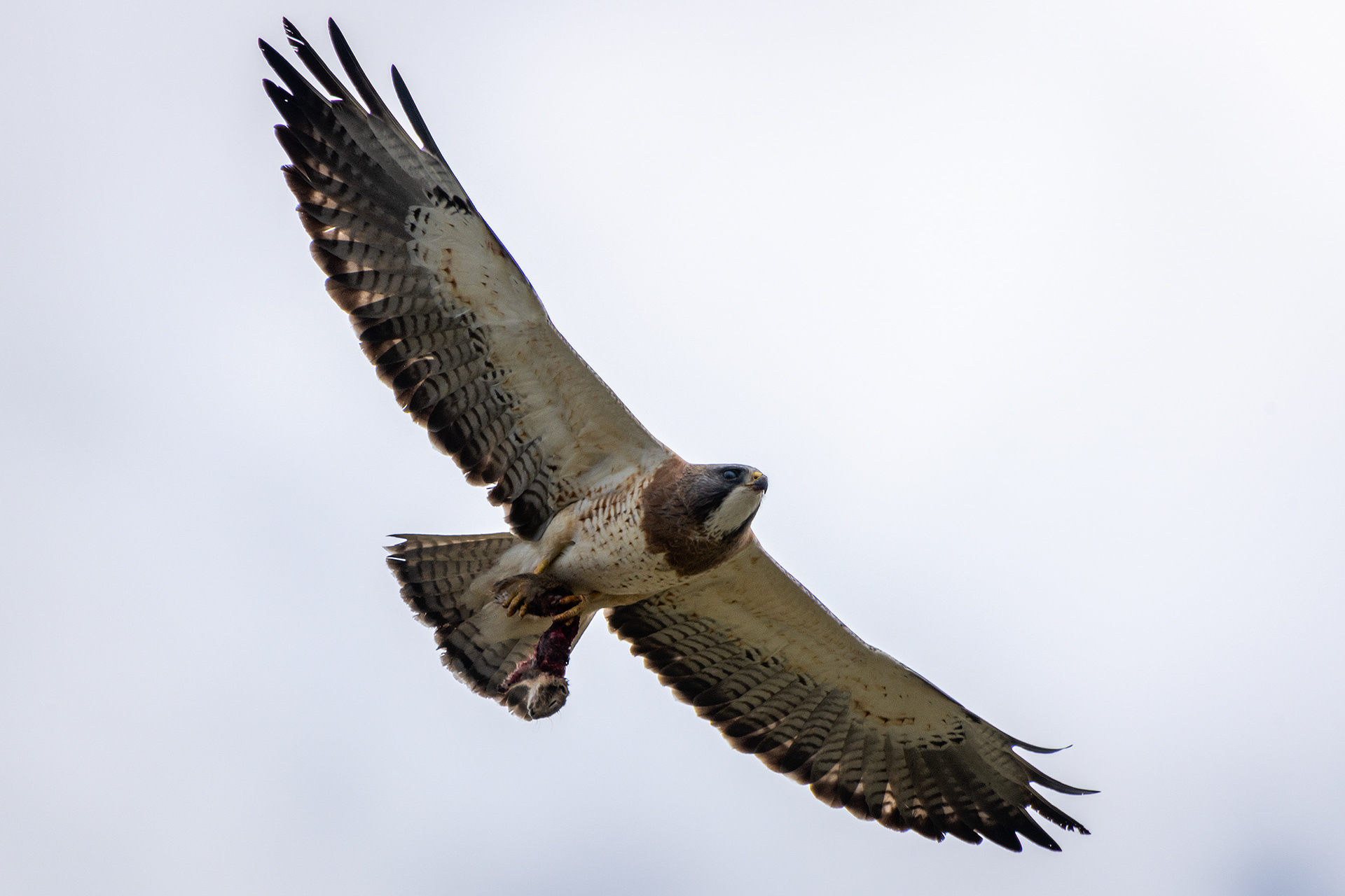 Hawk (in flight), Tom Campbell's Hill Natural Park, Calgary, AB