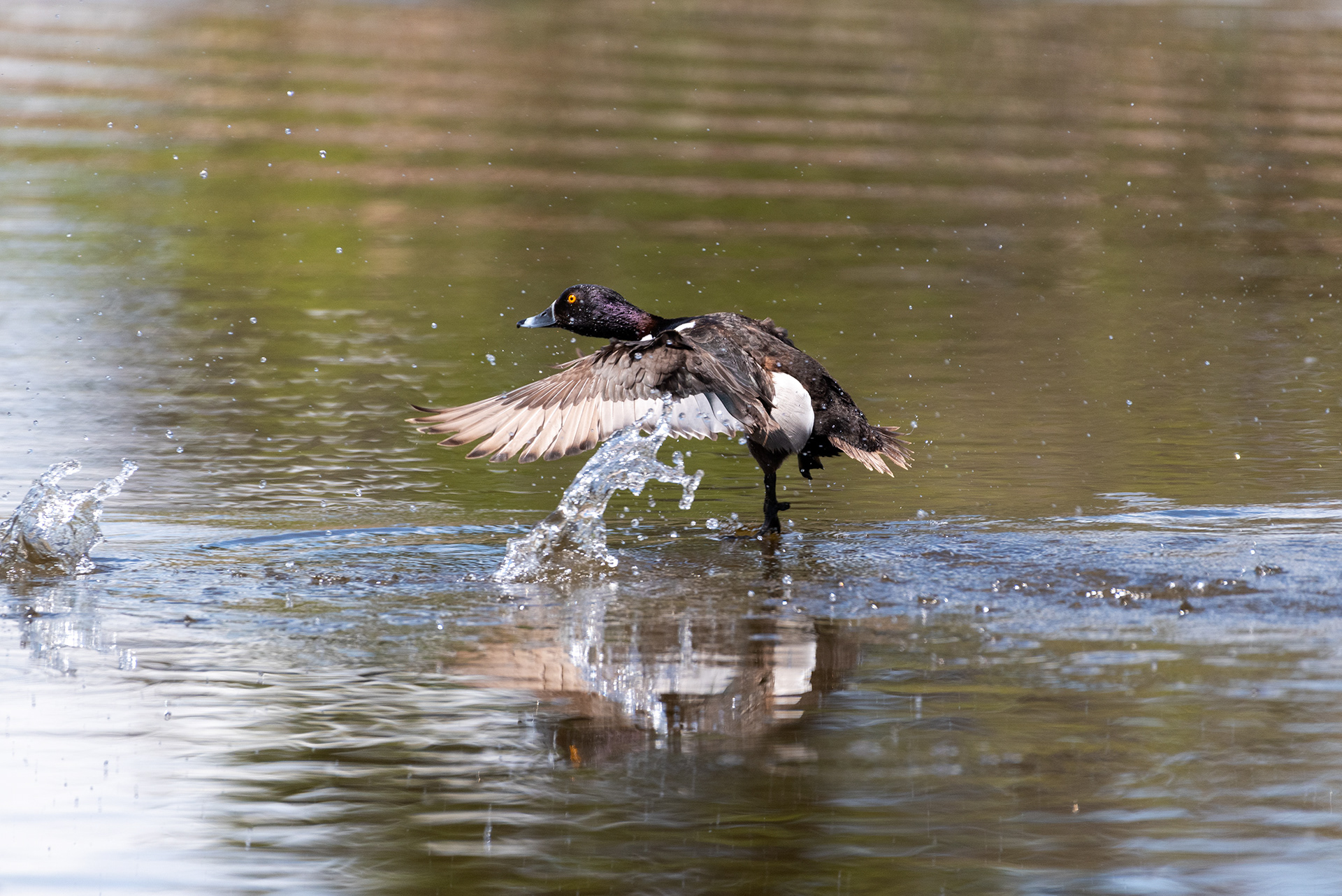 Ring-necked Duck, Weaselhead Flats, Elbow River, Calgary, Alberta