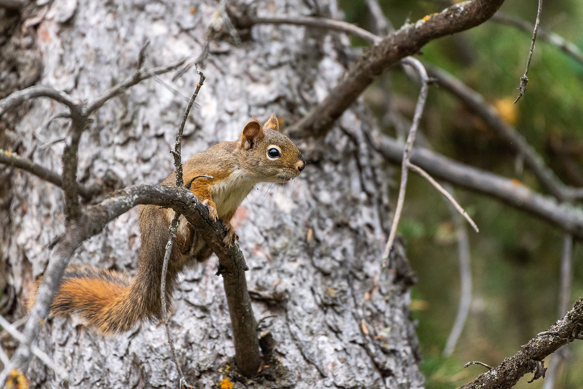 Red Squirrel near the Marshall Springs ponds in Fish Creek Provincial Park