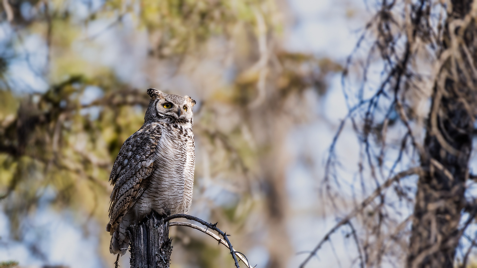 Great Horned Owl near Marshall Springs in Fish Creek Provincial Park