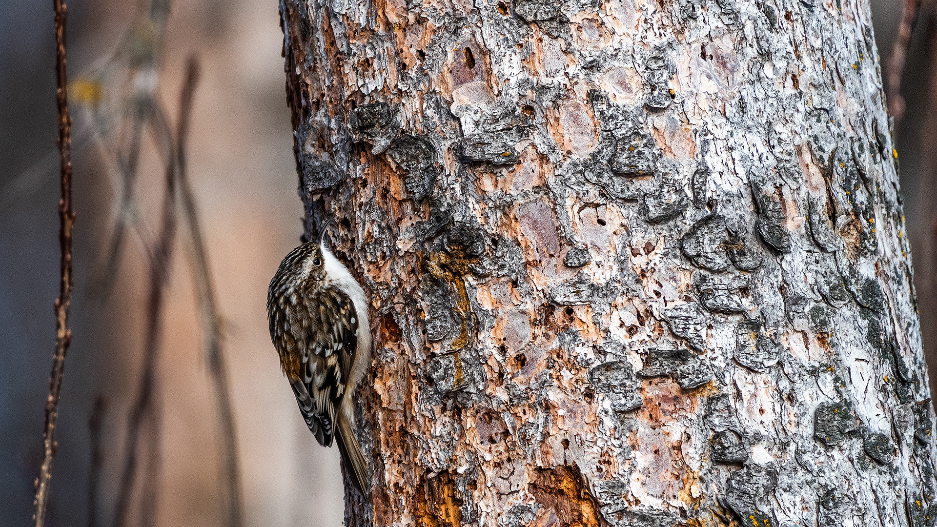 Brown Creeper near Mallard Point, Fish Creek Prov. Park, Calgary, AB