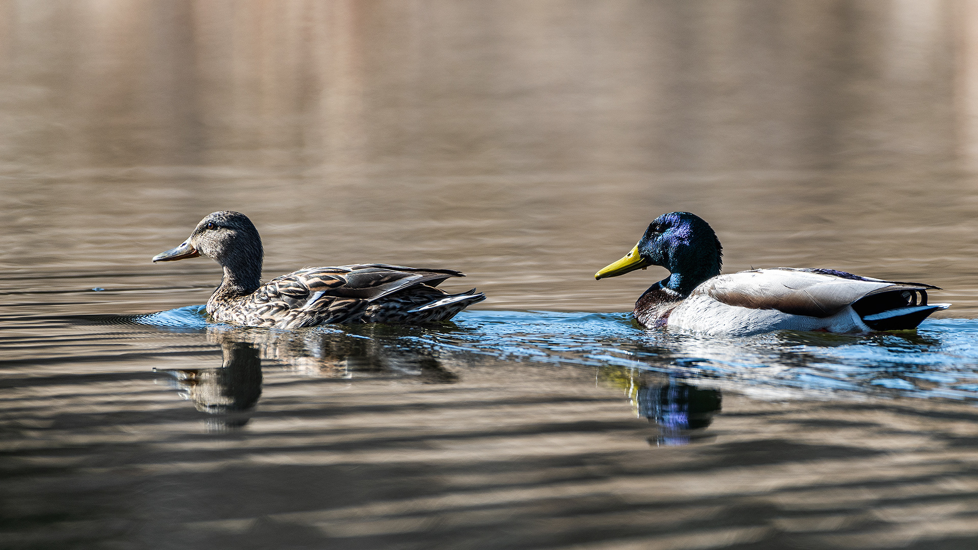 Mallard pair at the Marshall Springs ponds in Fish Creek Provincial Park
