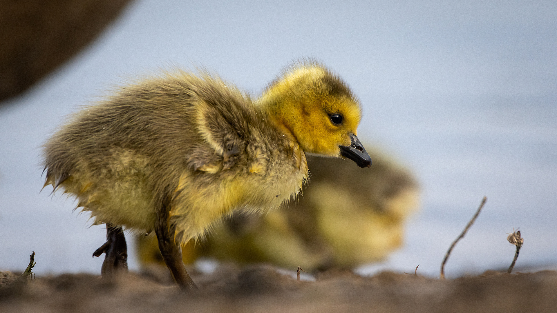 Canada Goose goslings, Glenmore Reservoir, North Glenmore Park, Calgary, AB