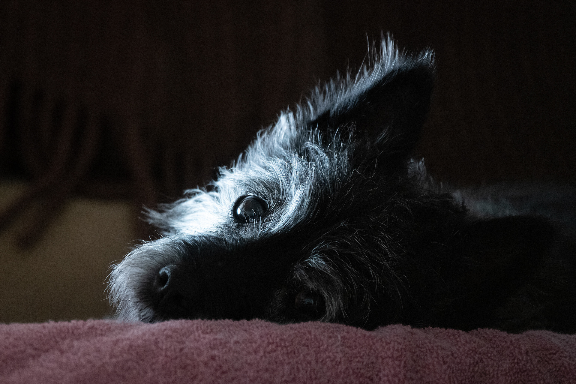 Coco, Bridlewood, Calgary, AB
