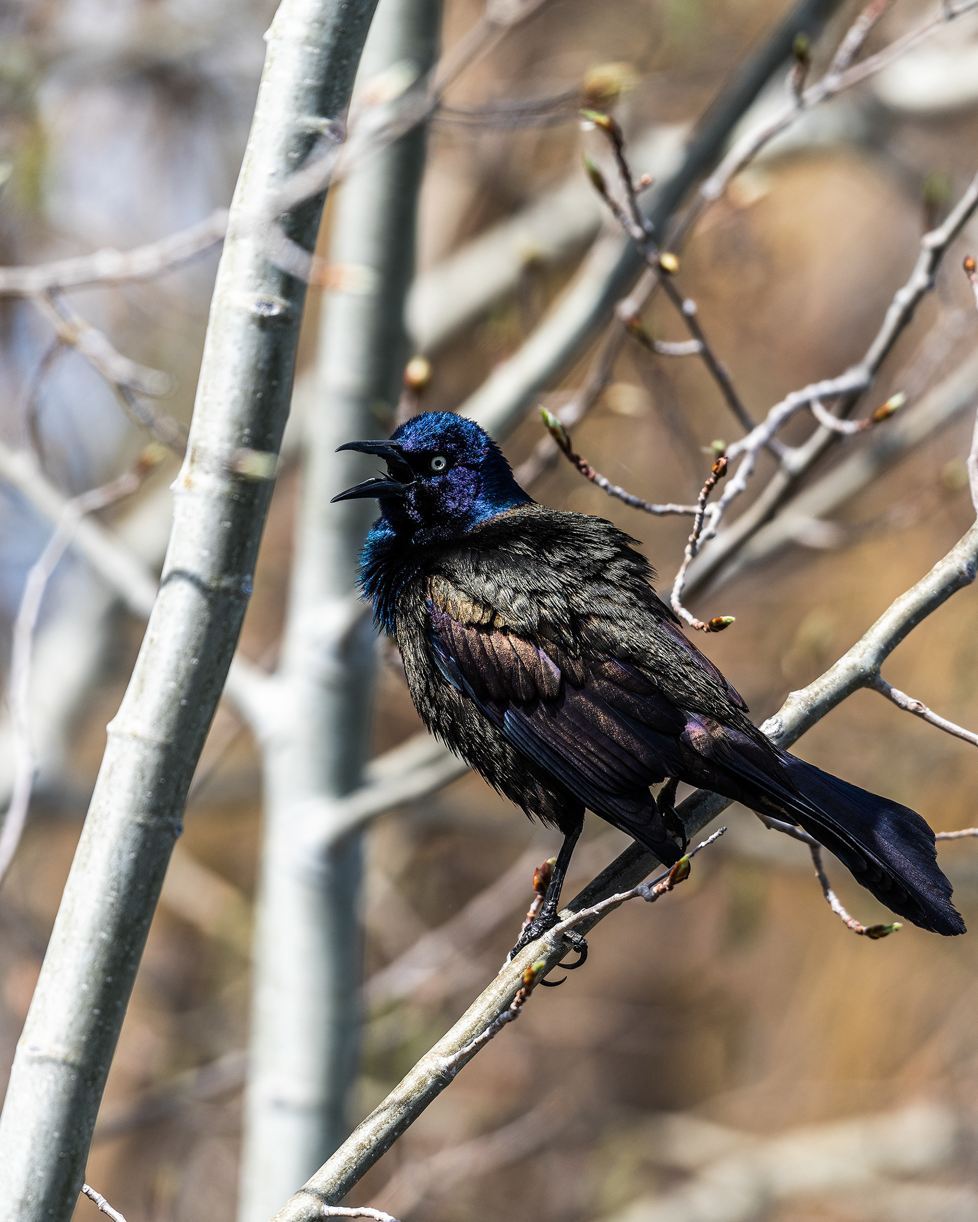 Common Grackle at Bridlewood Wetlands Park, Calgary, Alberta