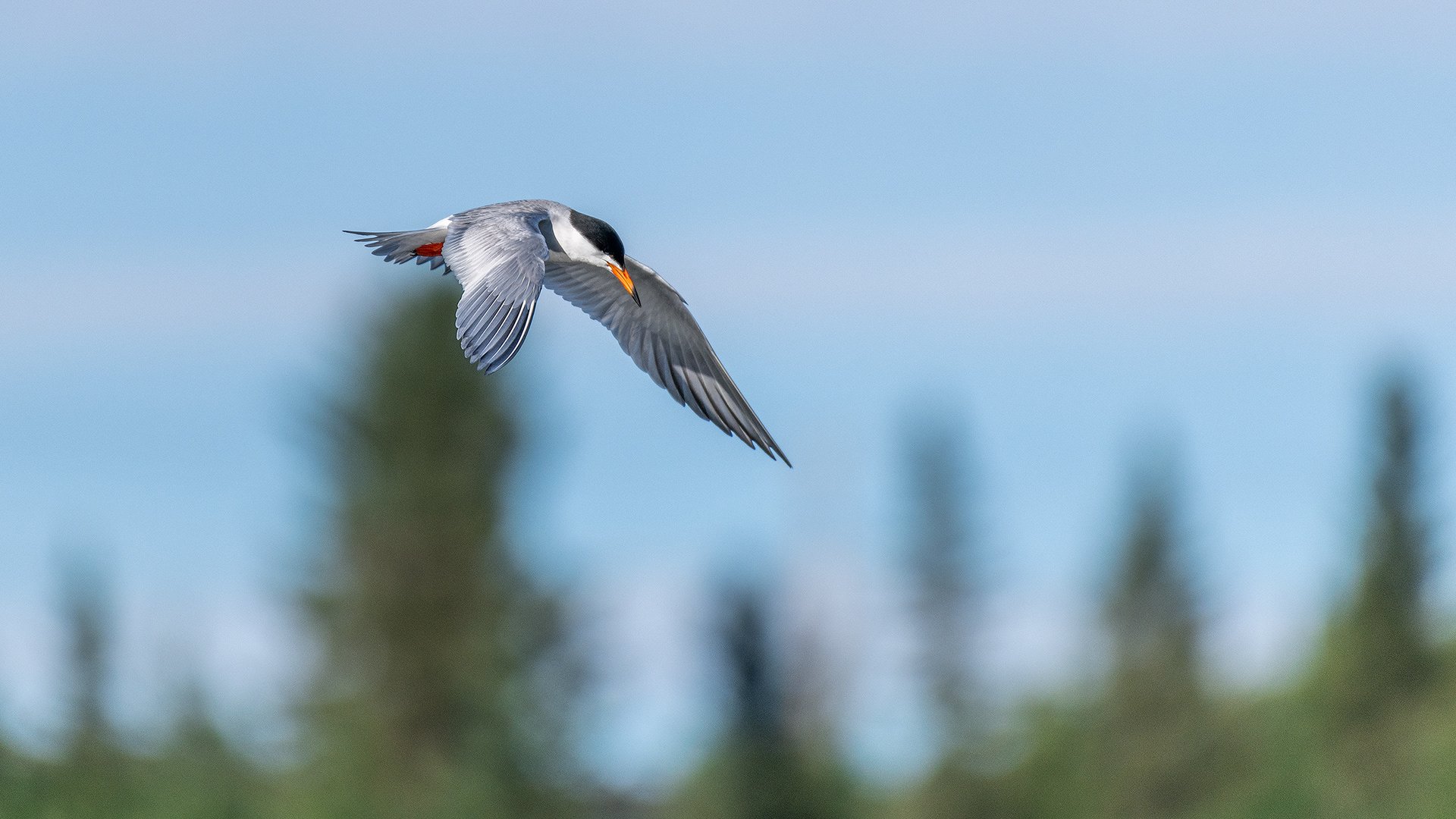 Common Tern (in flight) at the Marshall Springs ponds in Fish Creek Provincial Park, Calgary, AB