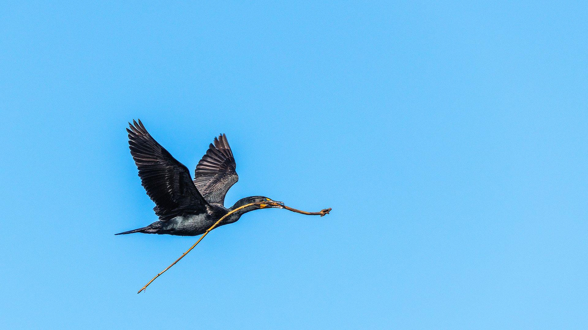 Double-crested Cormorant in flight at Frank Lake, Alberta