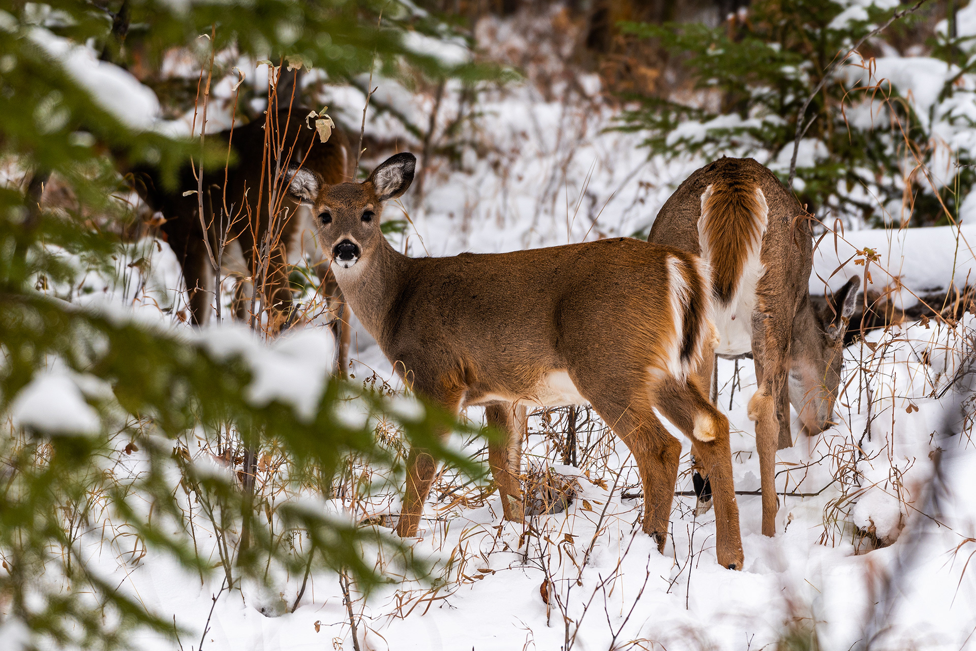 White-tailed Deer near the Marshall Springs ponds in Fish Creek Provincial Park