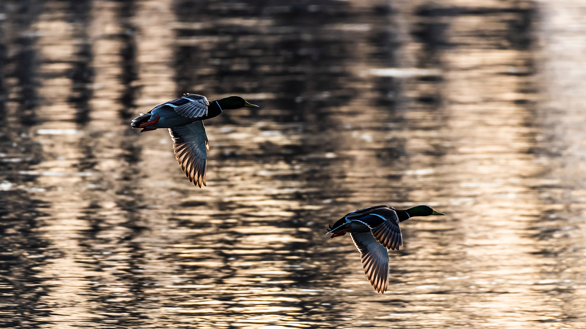Mallards (male, in flight) near Mallard Point, Fish Creek Prov. Park, Calgary, AB