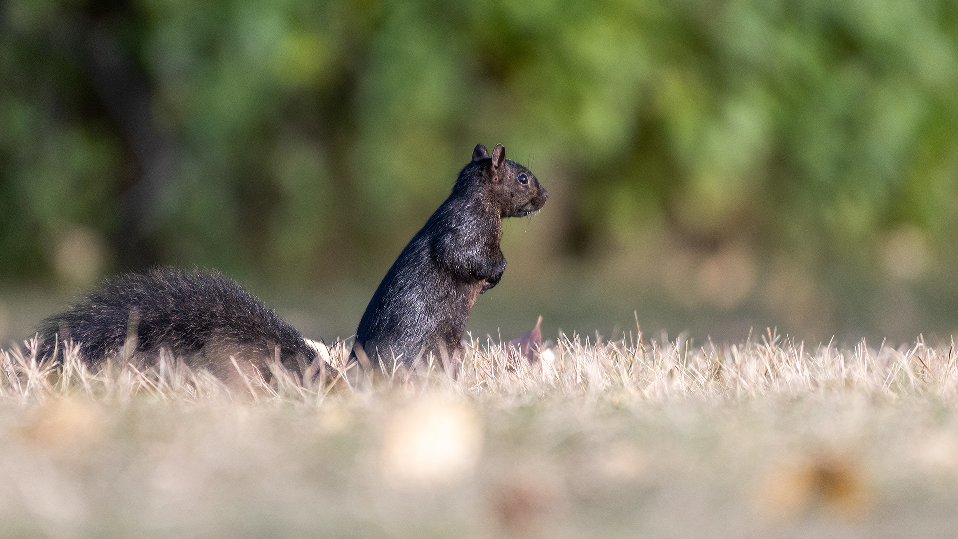 Squirrel, Inglewood, Calgary, AB