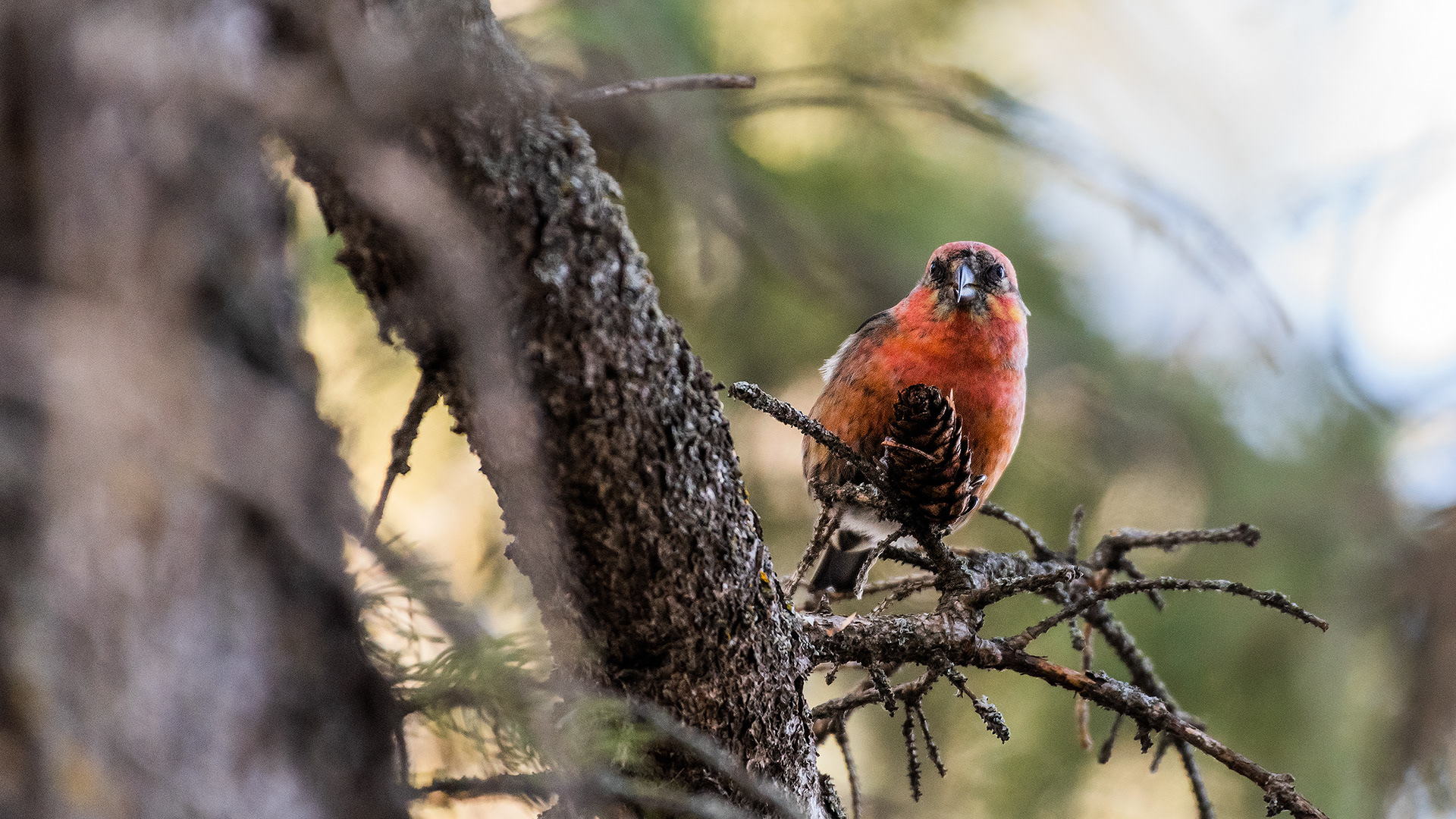 White-winged Crossbill (male) near Marshall Springs in Fish Creek Provincial Park