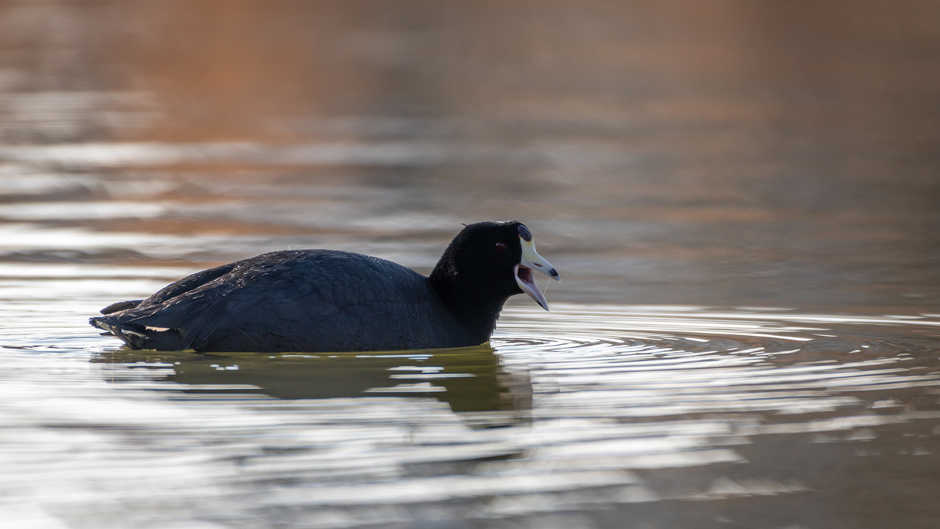 American Coot, Bridlewood Wetlands Park, Calgary, AB