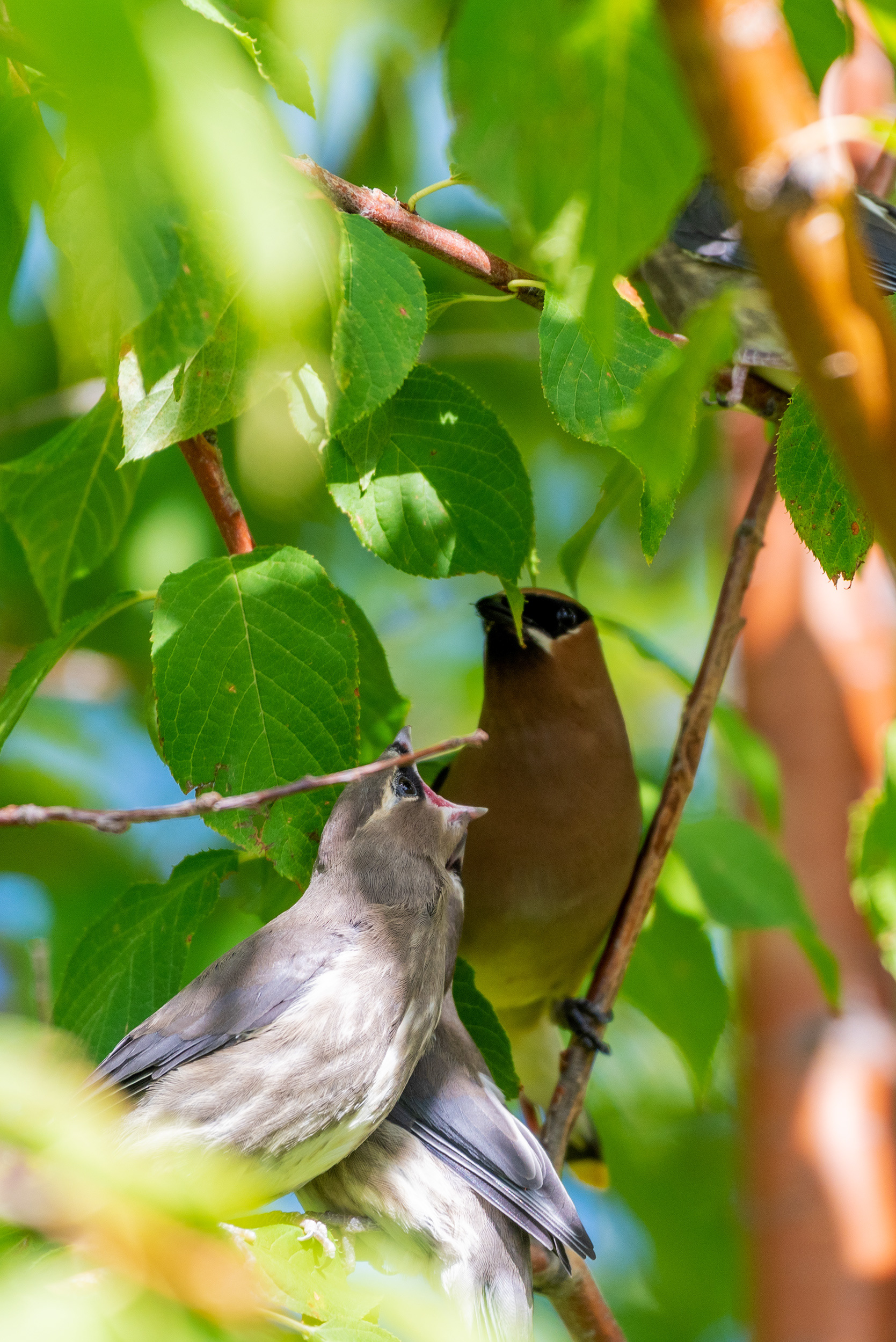 Cedar Waxwing with three juveniles (two juveniles are only partially scene, one is above)