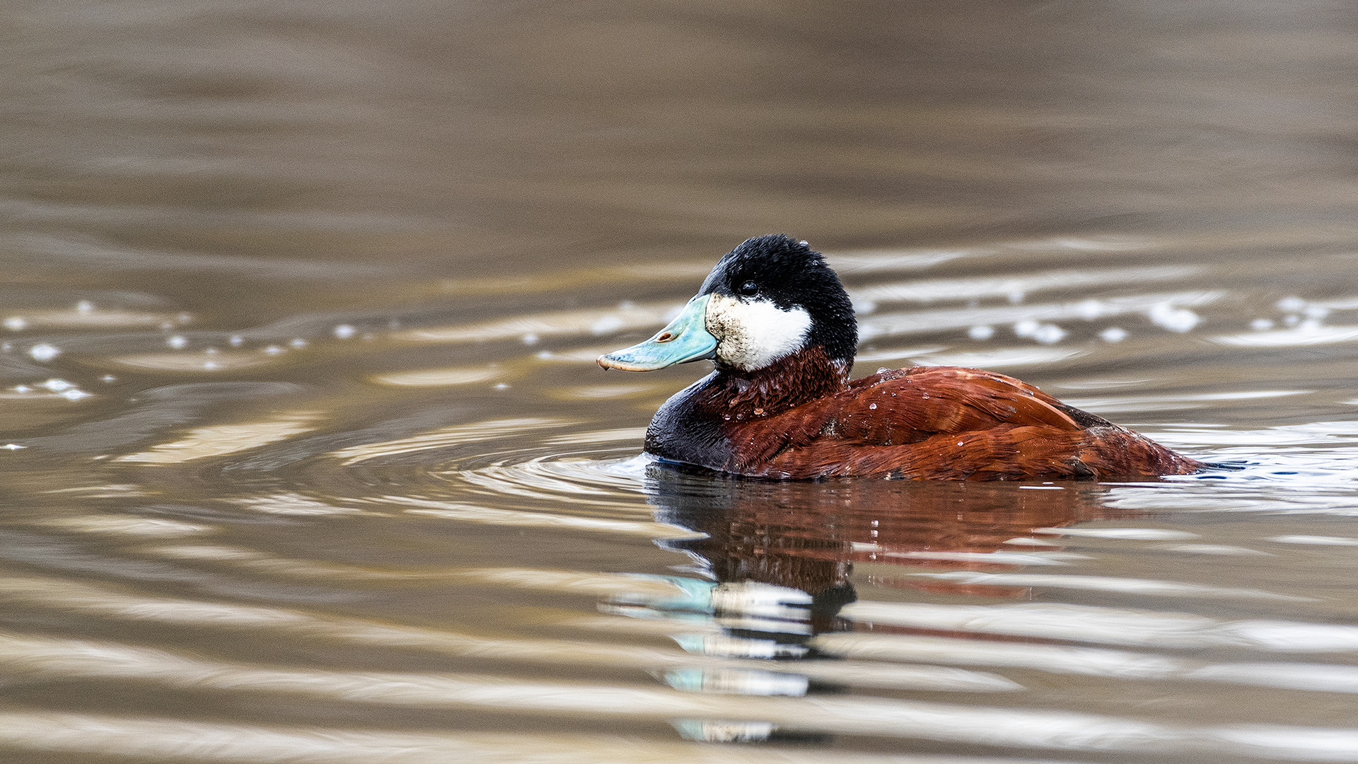 Ruddy Duck (male), Bridlewood Wetlands Park, Calgary, Alberta