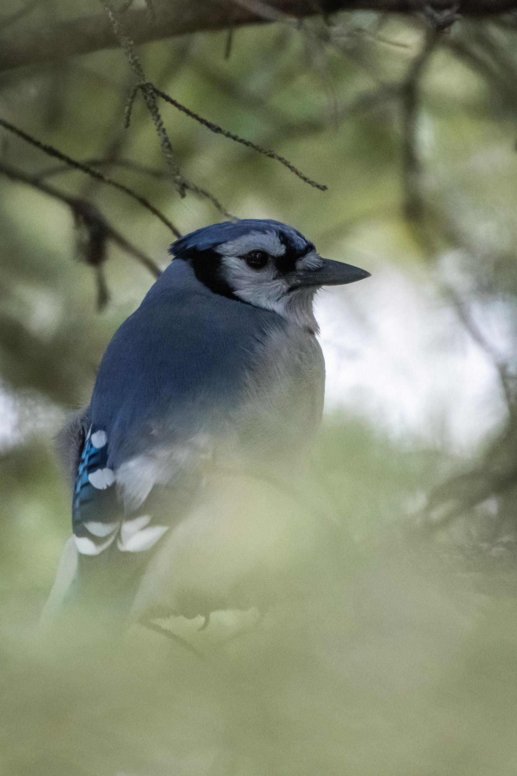 Blue Jay, near the Marshall Springs area of Fish Creek Provincial Park, Calgary, AB