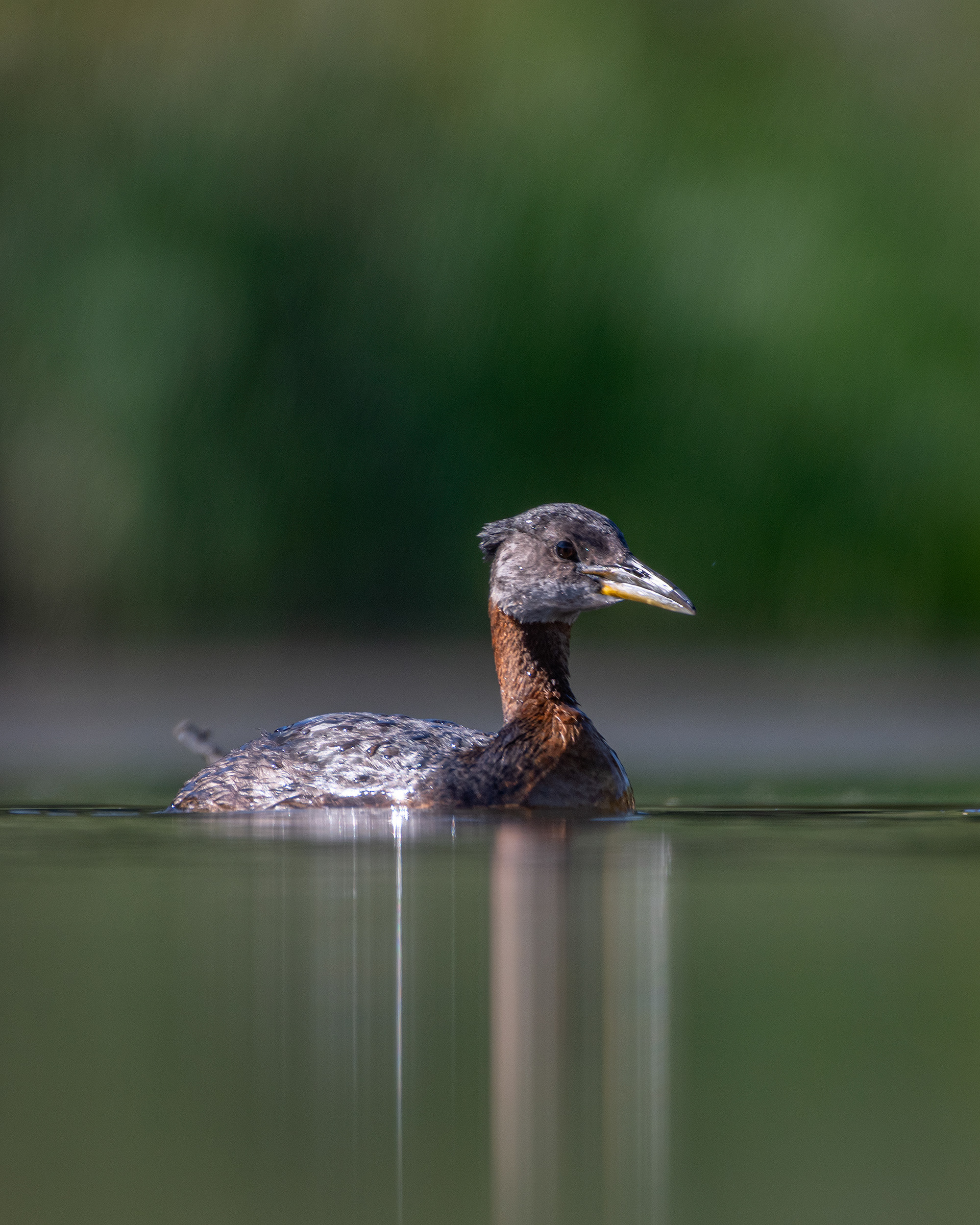 Red-necked Grebe, Marshall Springs ponds, Fish Creek Provincial Park, Calgary, AB