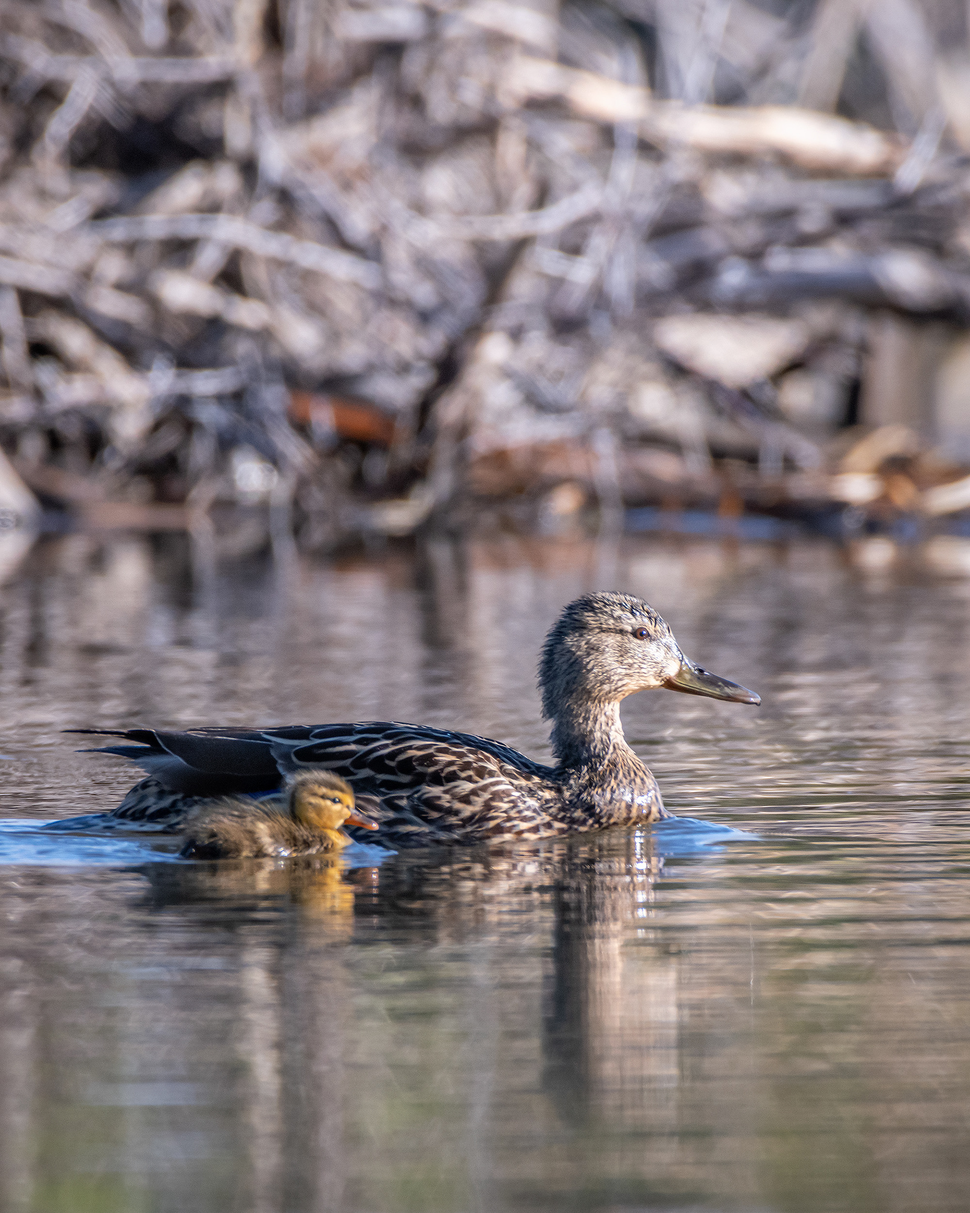 Mallard (female) with duckling, Marshall Springs ponds, Fish Creek Provincial Park, Calgary, AB