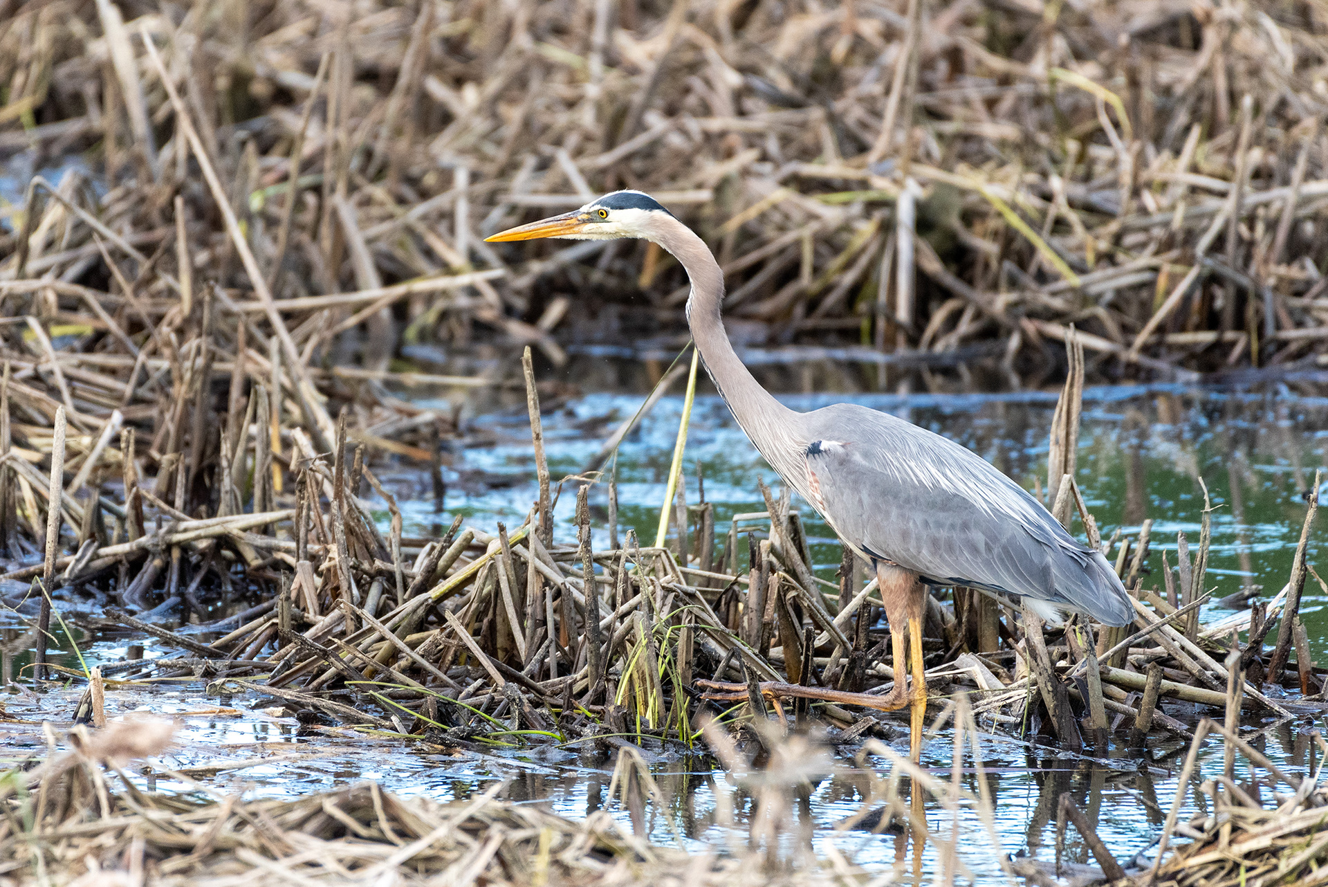 Great Blue Heron