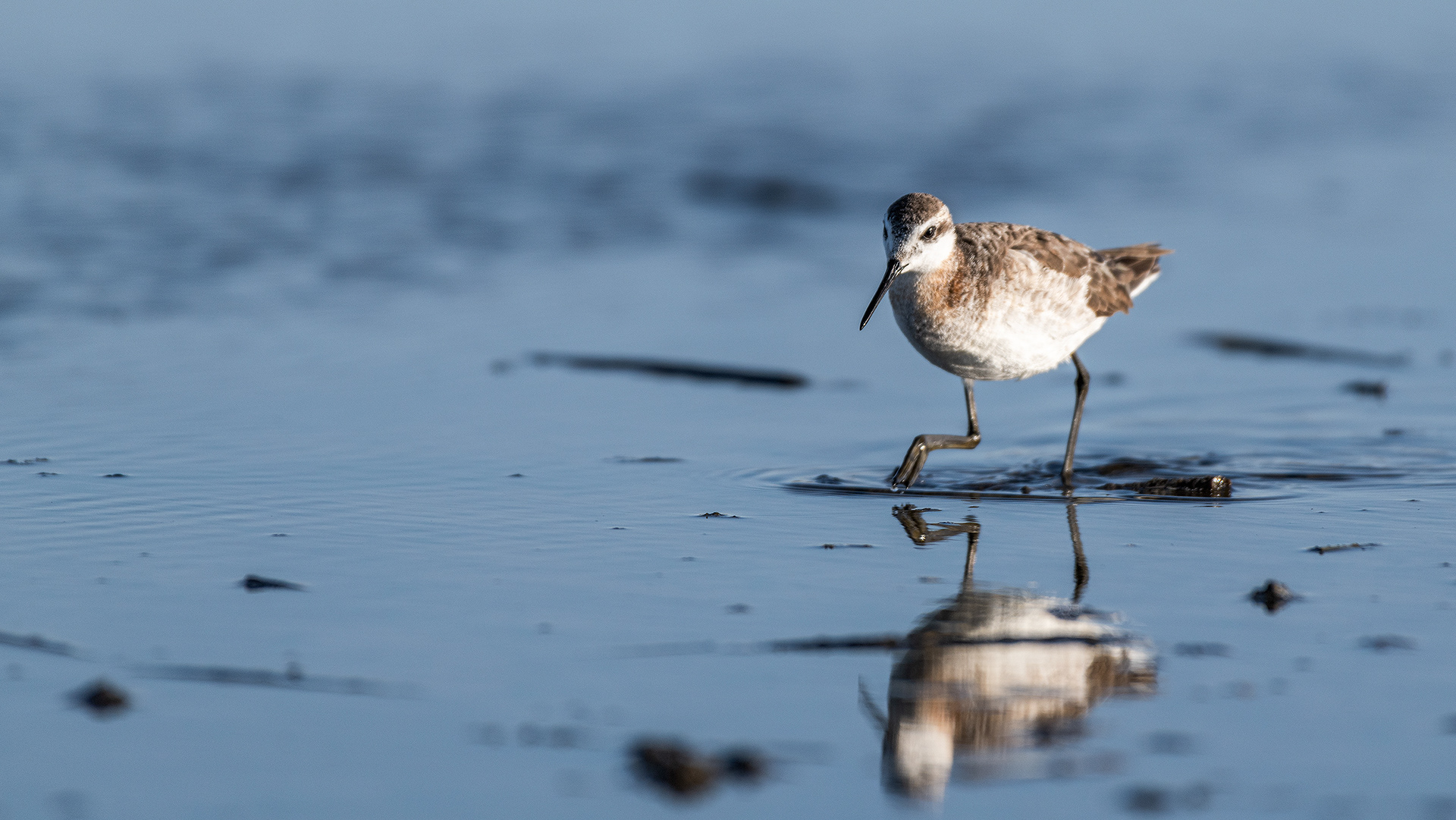 Wilson's Phalarope (males), Frank Lake, Alberta
