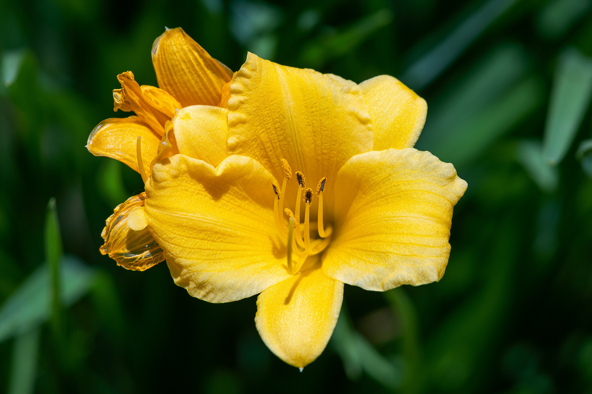 Flower, Bridlewood, Calgary, AB