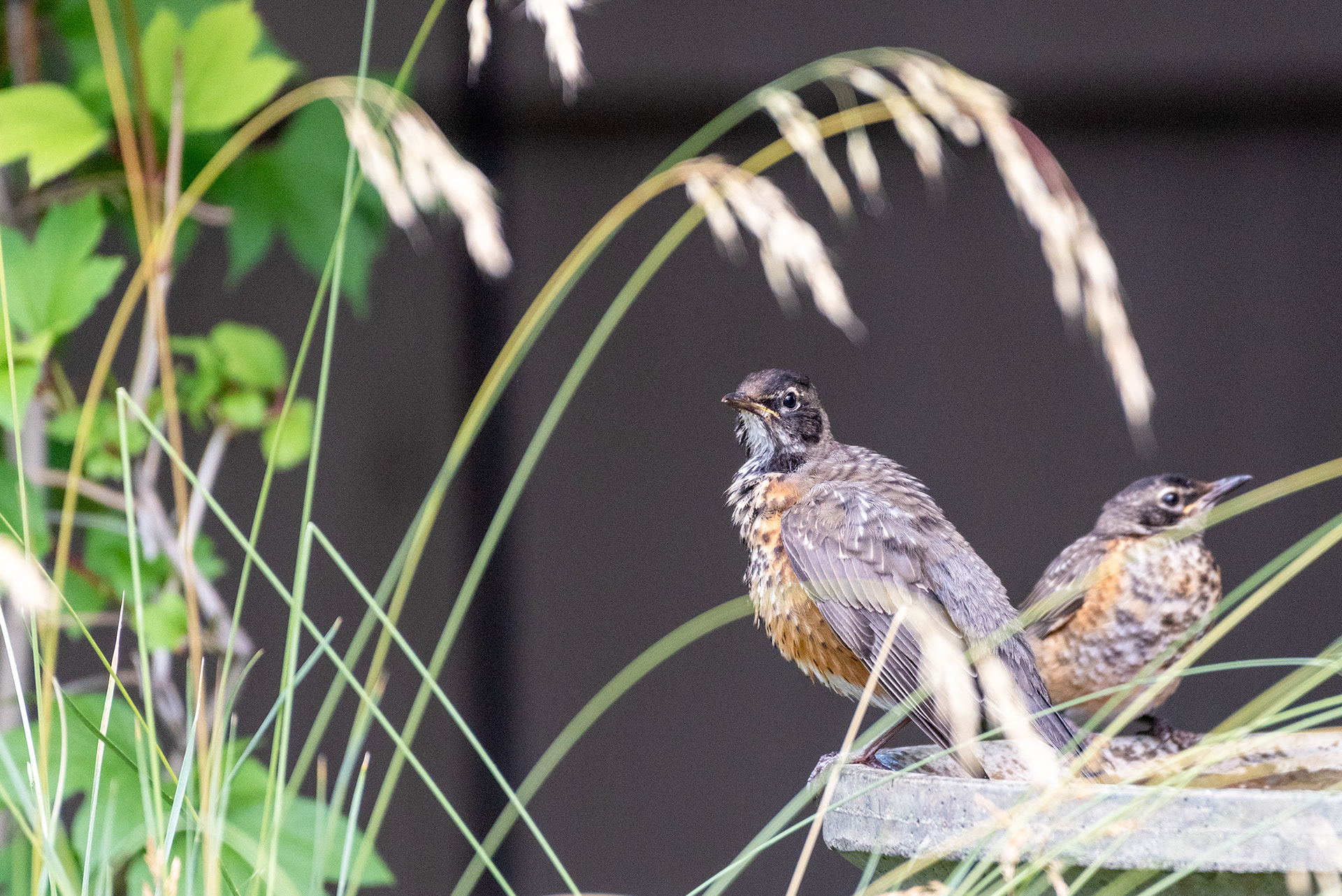 Juvenile American Robins at the birdbath