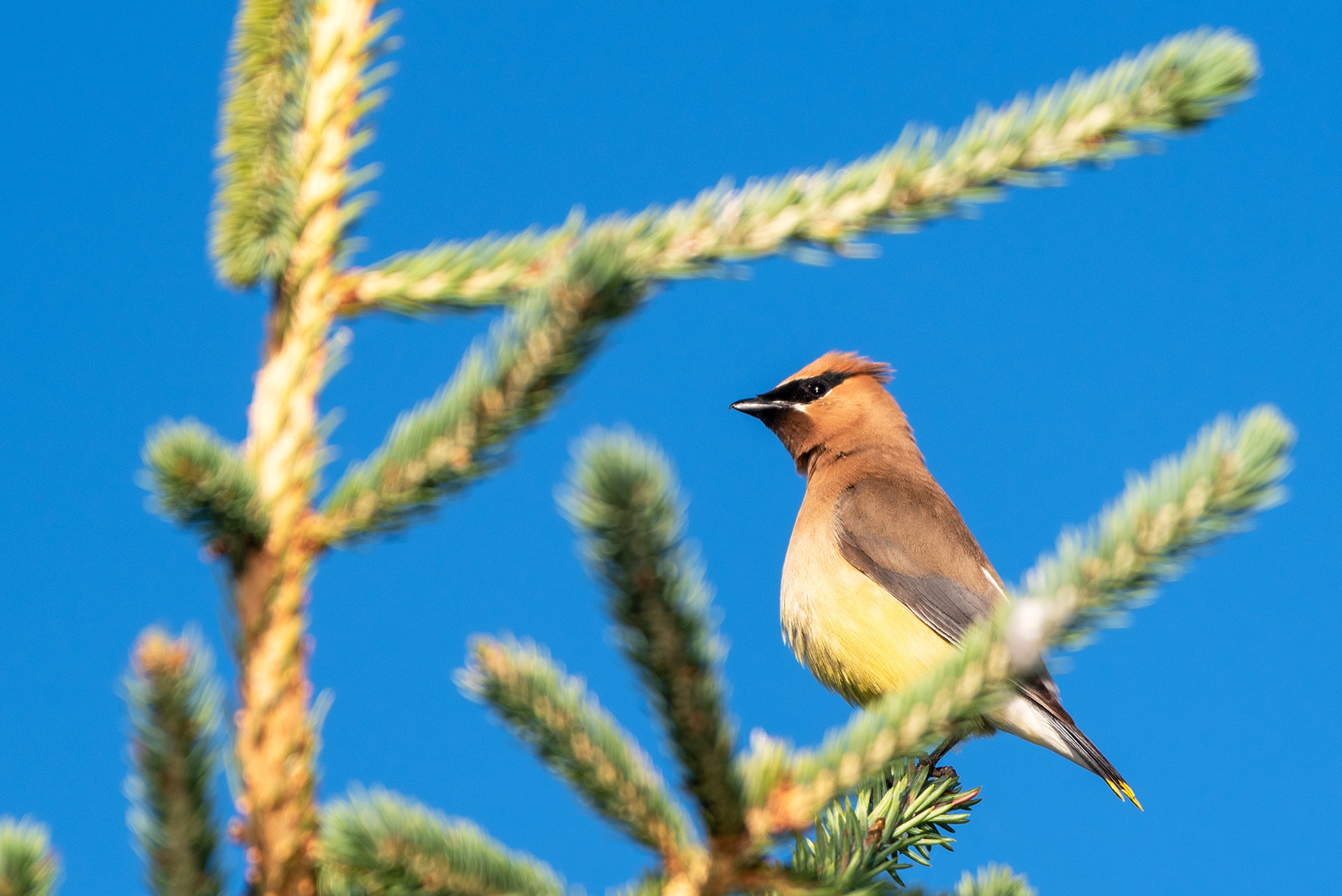 Cedar Waxwing