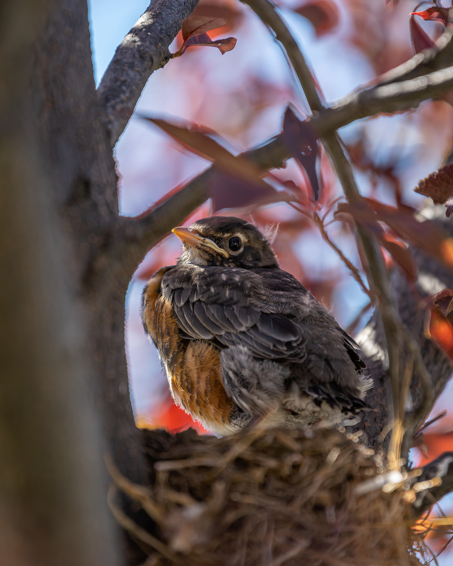 American Robin chick, Bridlewood, Calgary, AB