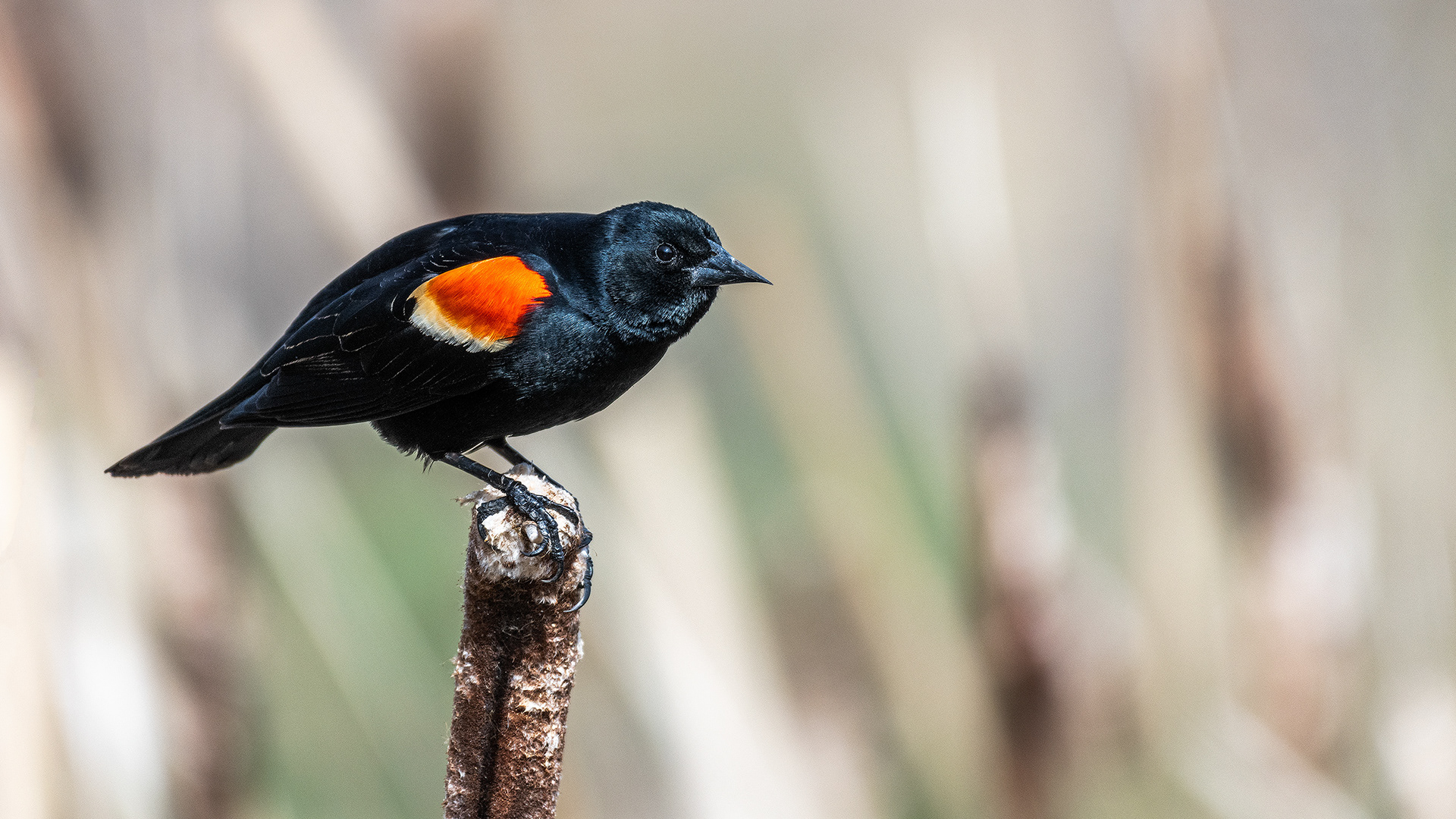 Red-winged Blackbird (male) at Marshall Springs, Fish Creek Provincial Park, Calgary, Alberta