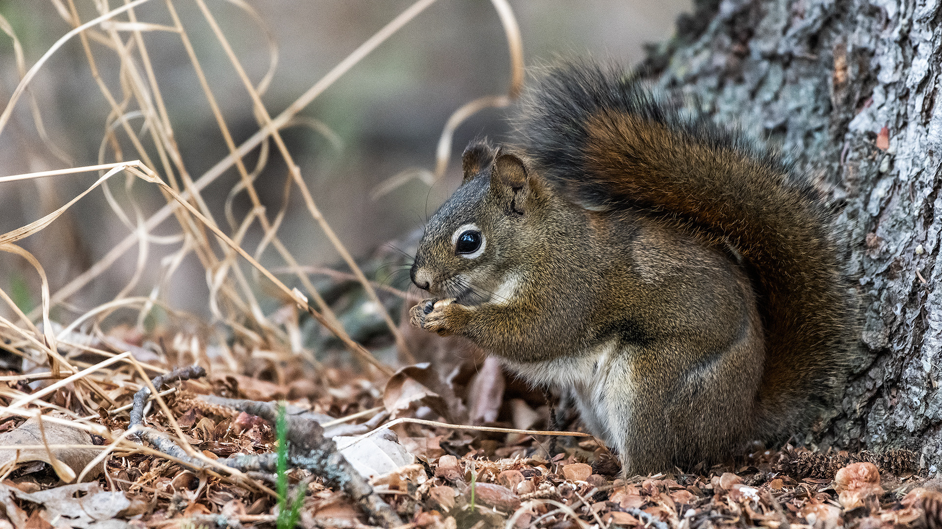 Red Squirrel at Marshall Springs, Fish Creek Provincial Park, Calgary, Alberta