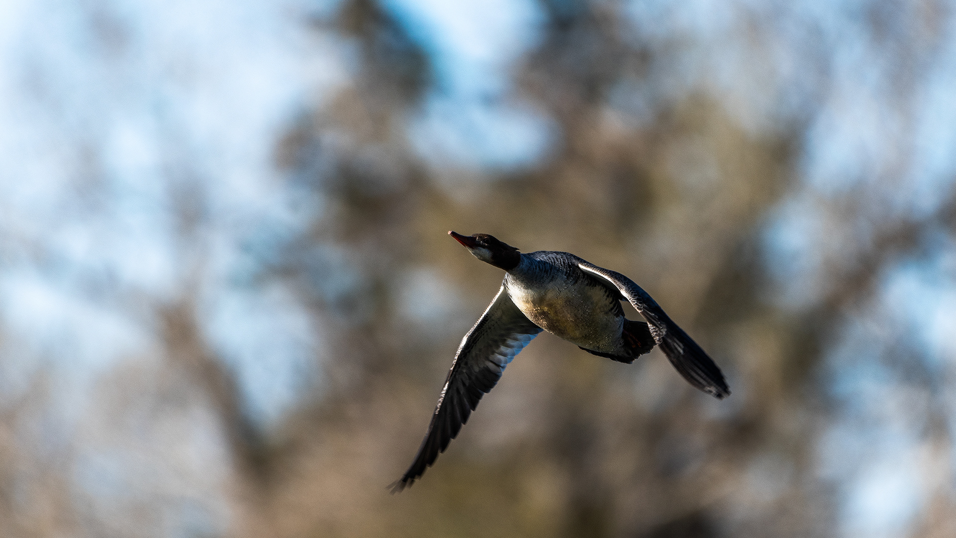 Common Merganser (female) in flight at the Inglewood Bird Sanctuary & Nature Centre, Calgary, Alberta