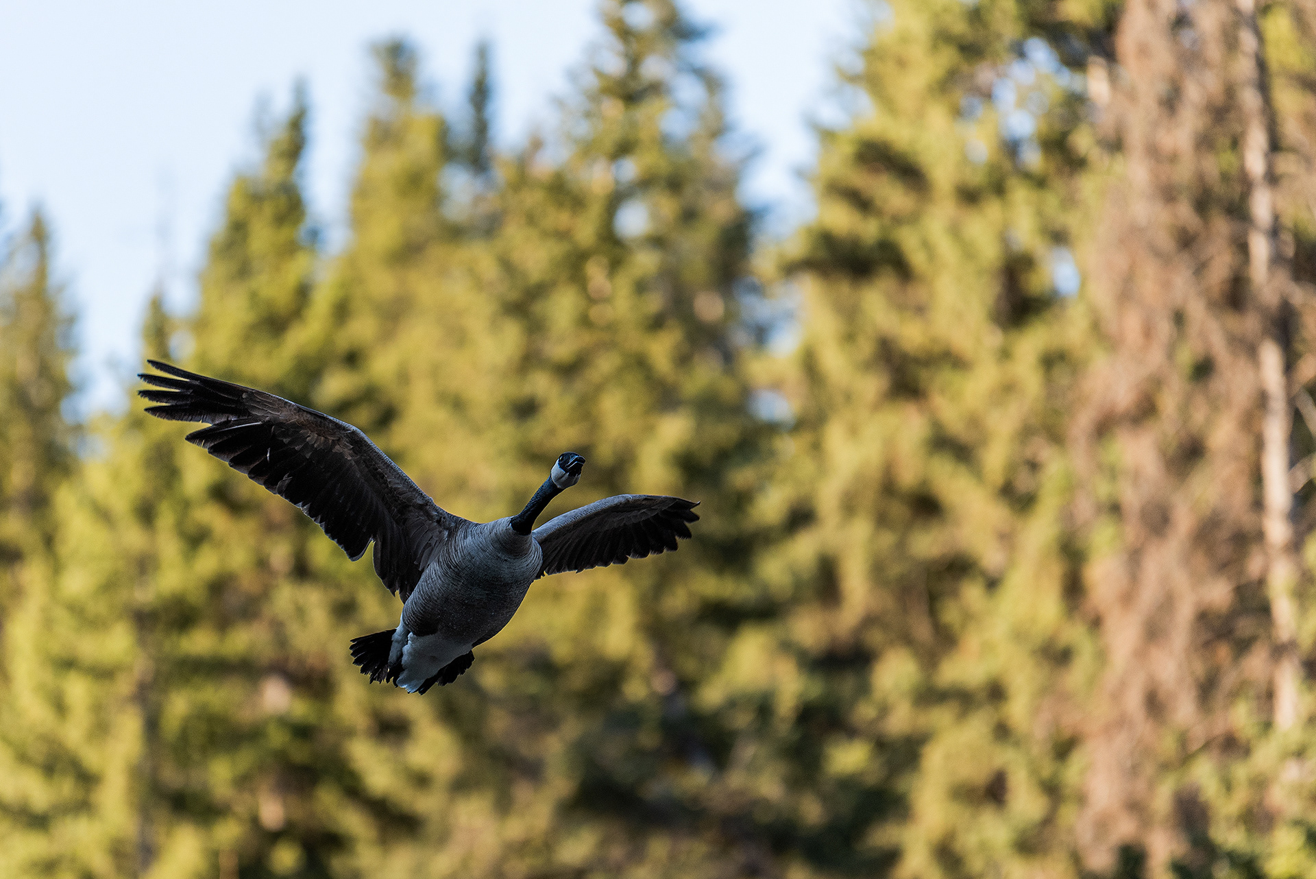 Canada Goose in flight near Shannon Terrace, Fish Creek Prov. Park, Calgary, AB