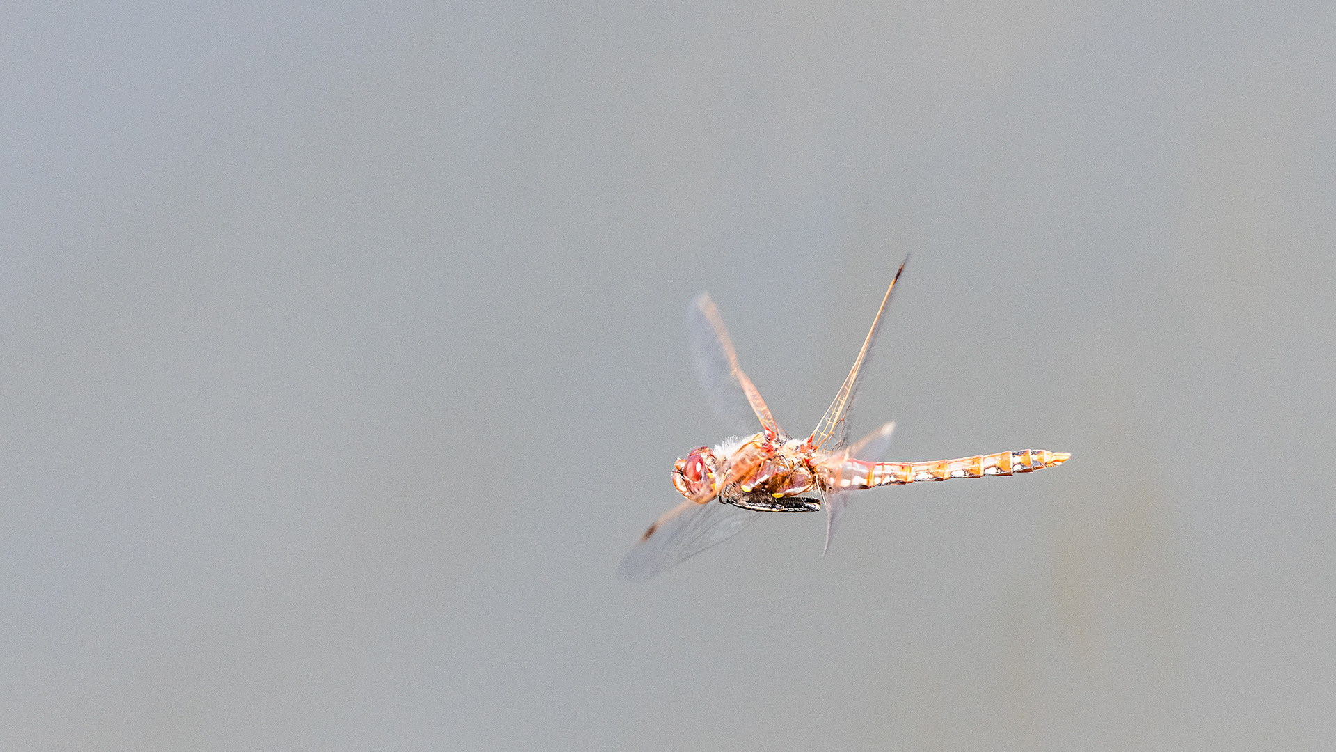 Dragonfly (in flight), Marshall Springs, Fish Creek Prov. Park, Calgary, AB