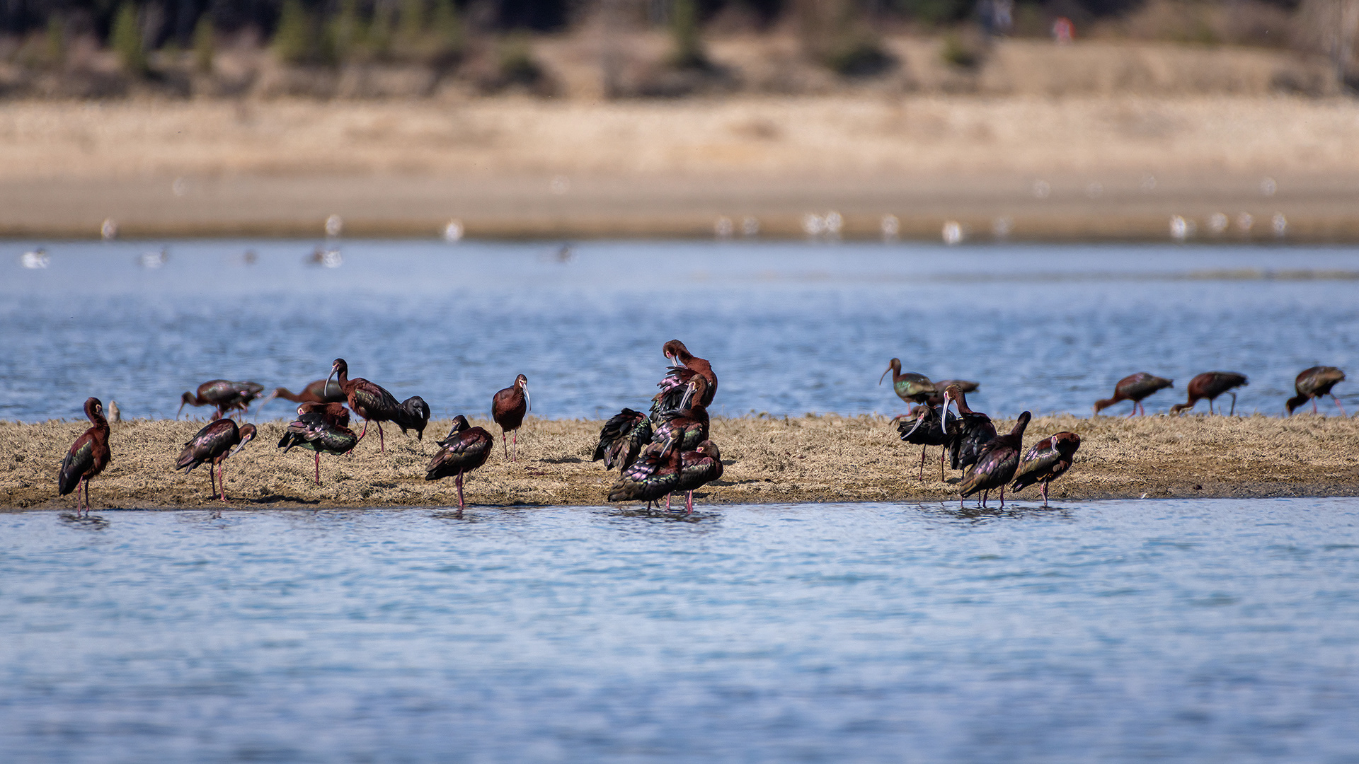 White-faced Ibises and a Ring-billed Gull, Glenmore Reservoir, North Glenmore Park, Calgary, AB