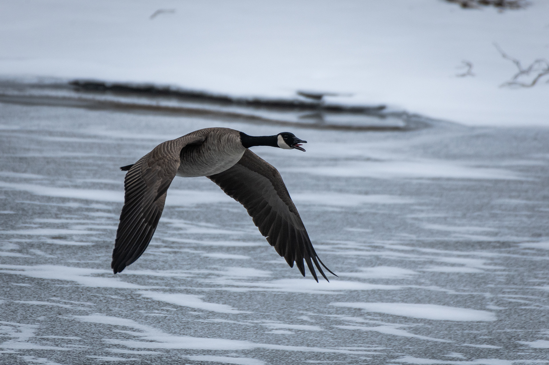 Canada Goose (in flight), Inglewood Bird Sanctuary, Calgary, AB