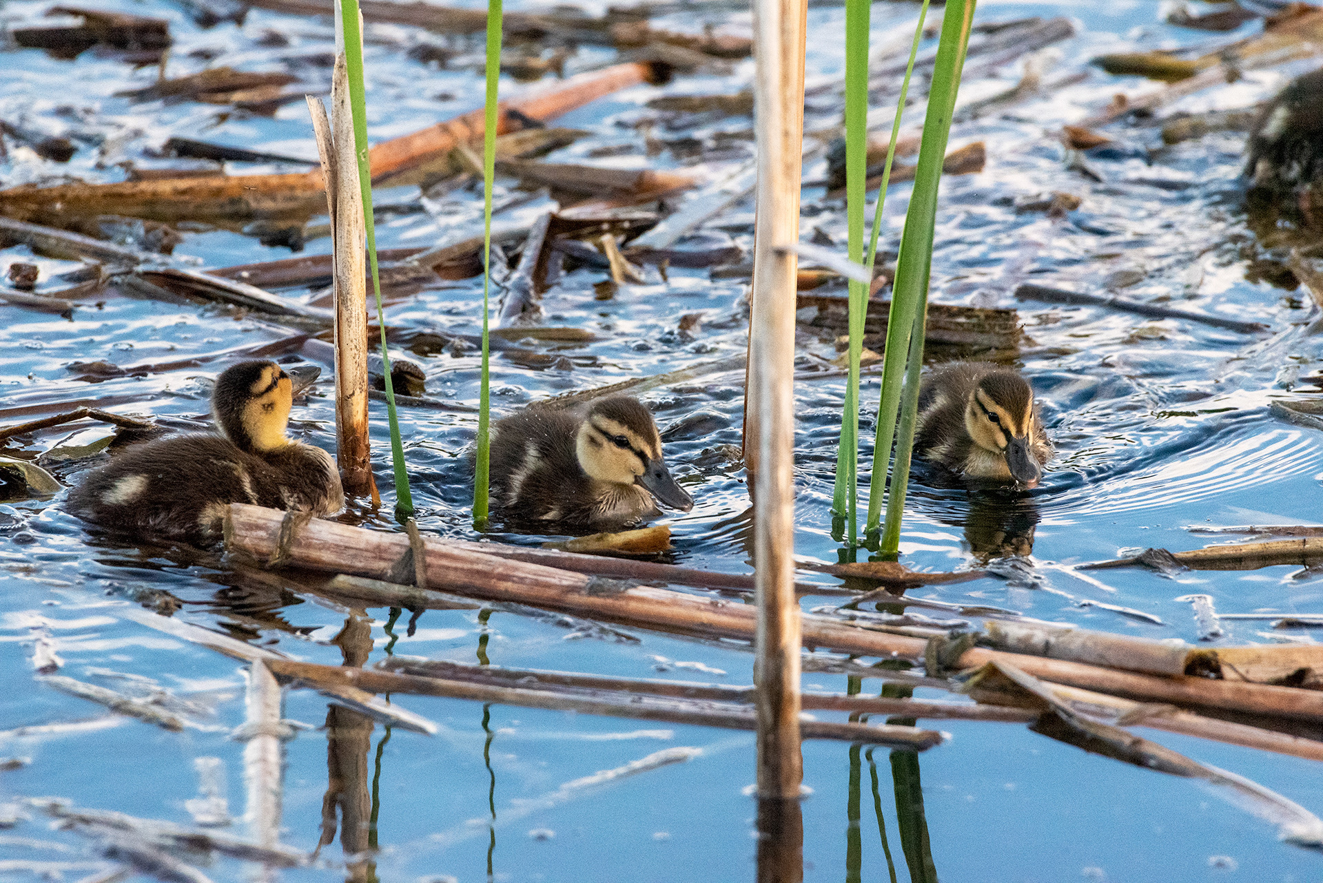 Mallard ducklings, Marshall Springs, Fish Creek Provincial Park, Calgary, Alberta