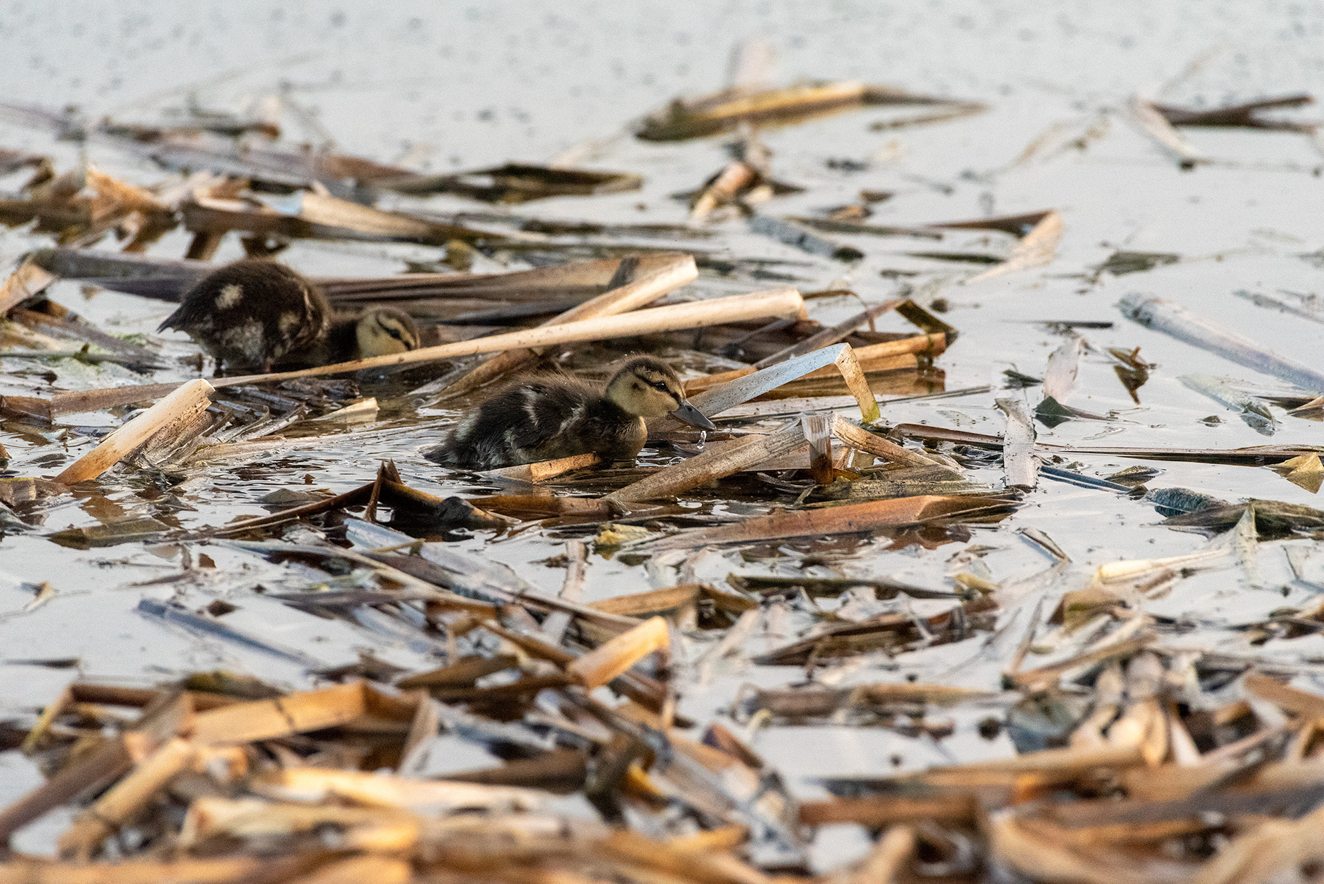 Mallard ducklings, Marshall Springs, Fish Creek Provincial Park, Calgary, Alberta
