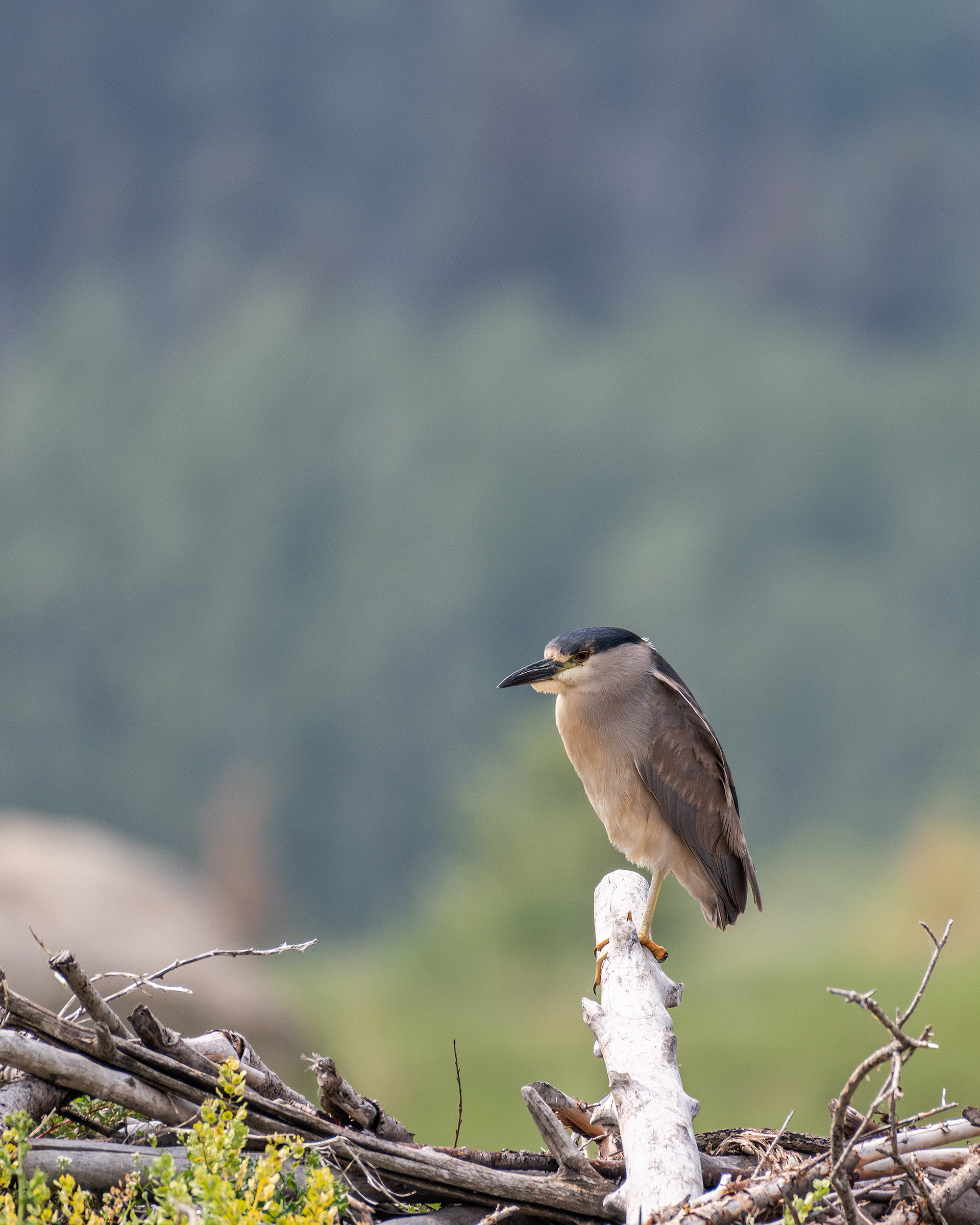 Black-crowned Night-Heron at the ponds in Marshall Springs - Fish Creek Provincial Park, Calgary, Alberta